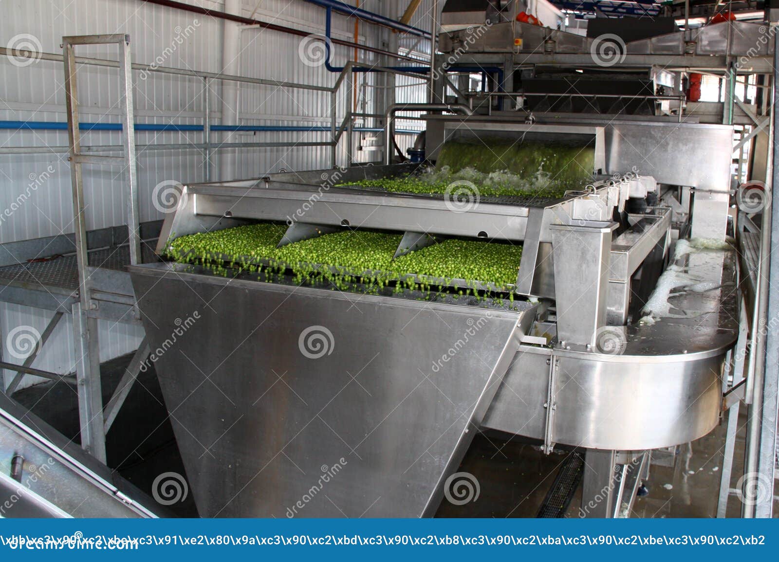 Working Process of the Production of Green Peas on Cannery. Movement on