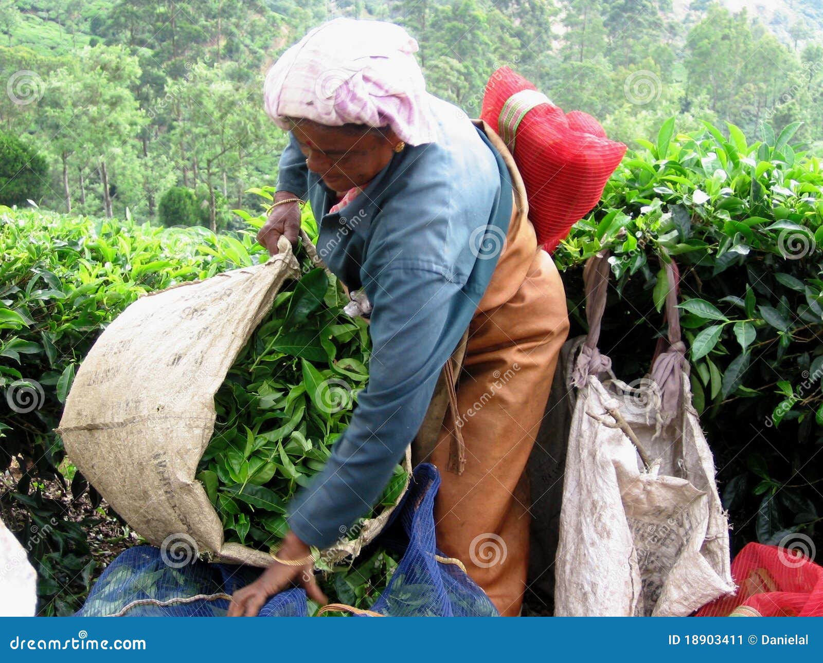Working at tea plantation editorial photo. Image of collect 18903411