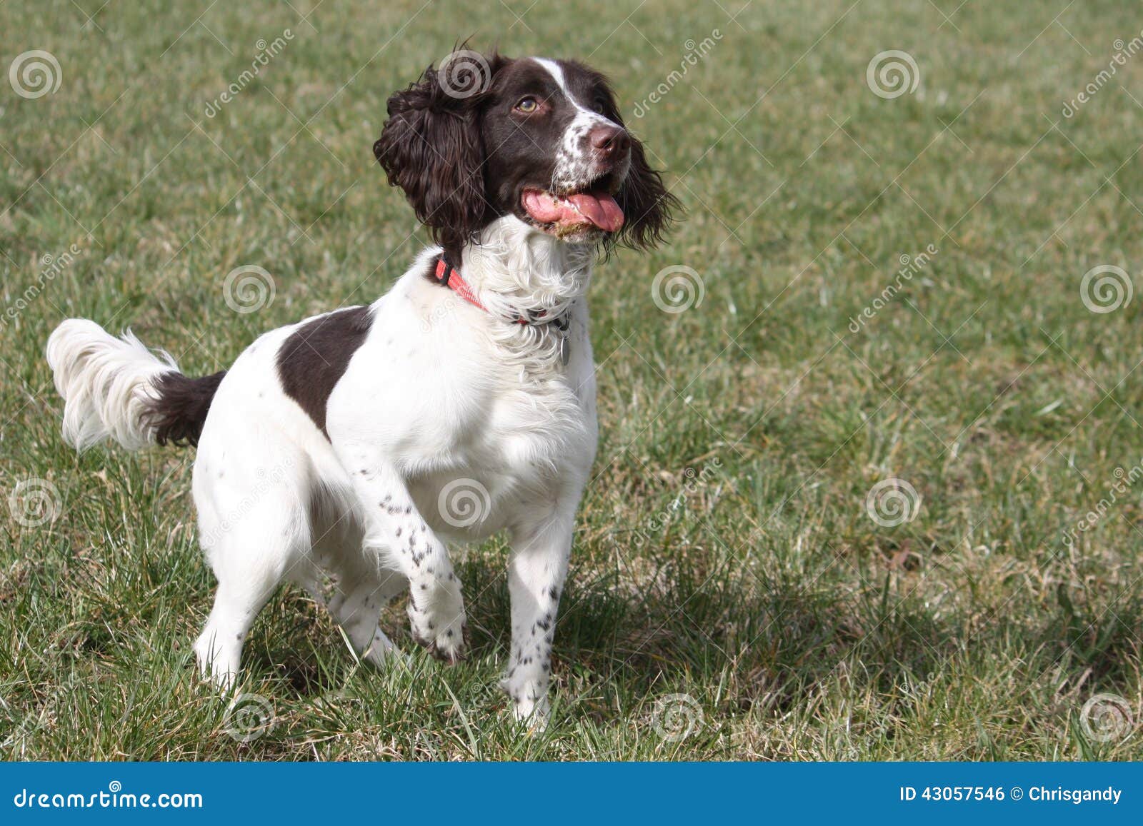 a working type english springer spaniel pet gundog waiting patiently on a shoot