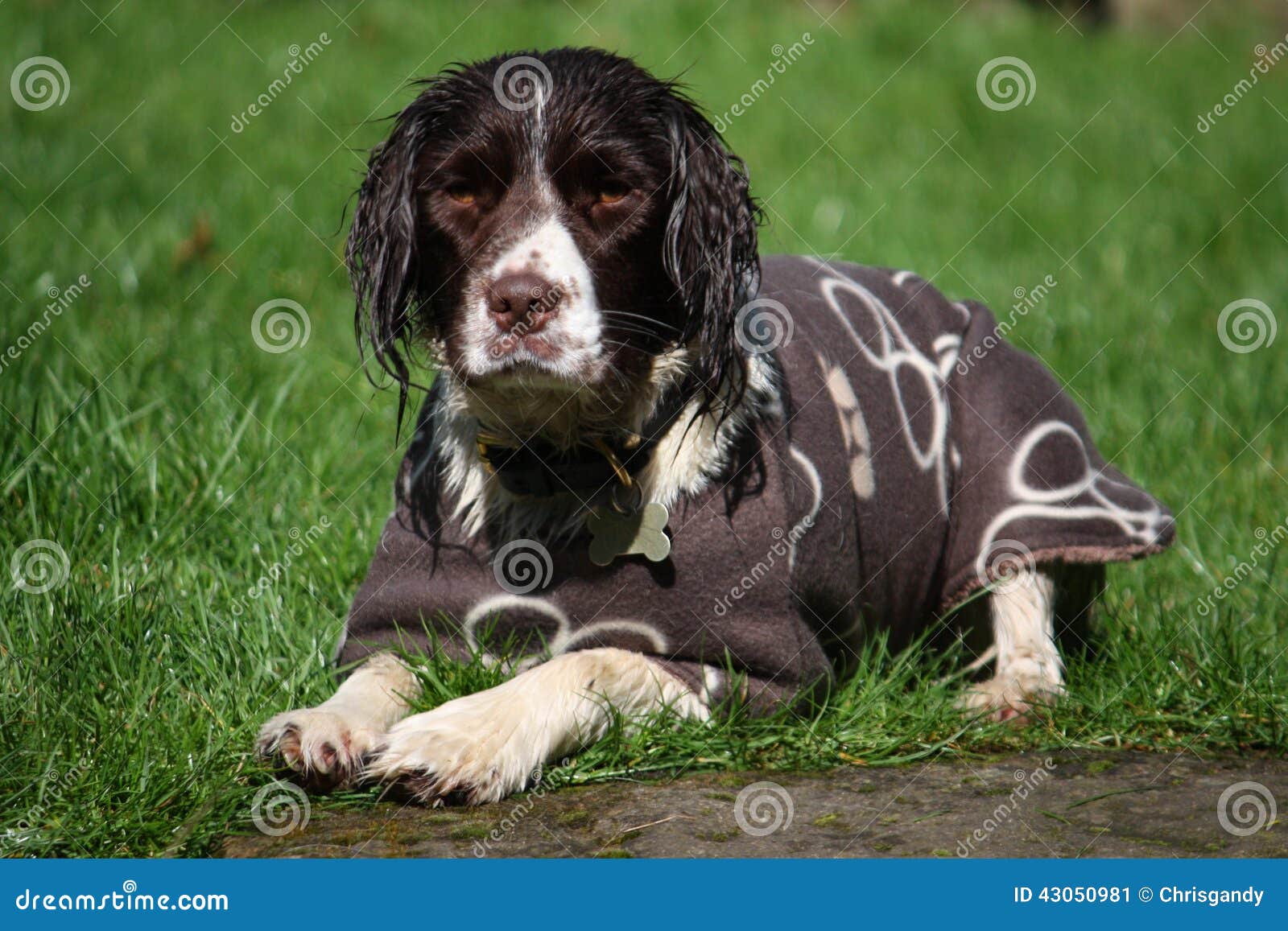 english springer spaniel coat