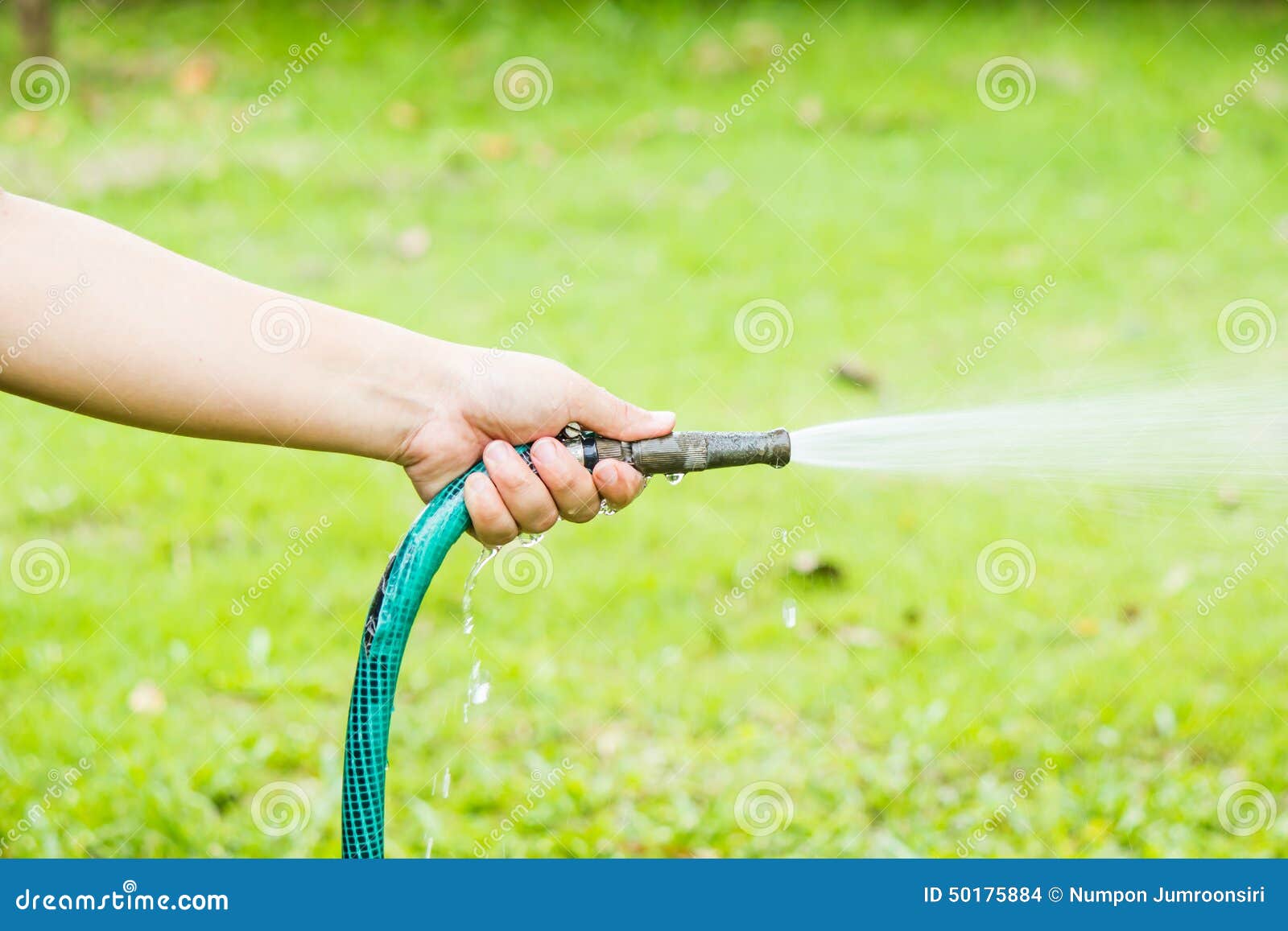 Working Watering Garden from Hose Stock Photo Image of agriculture