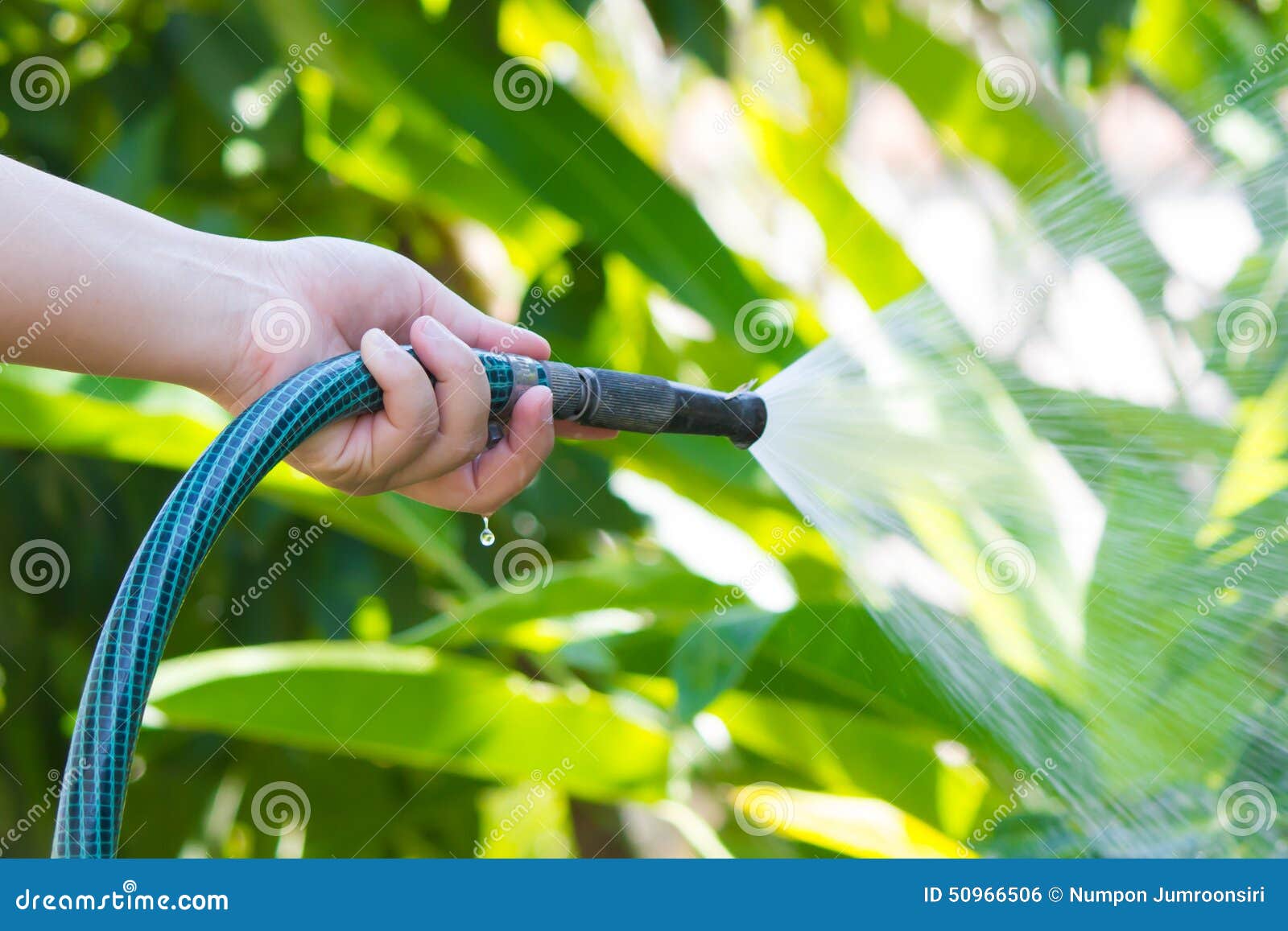 Working Watering Garden from Hose Stock Photo Image of outdoors