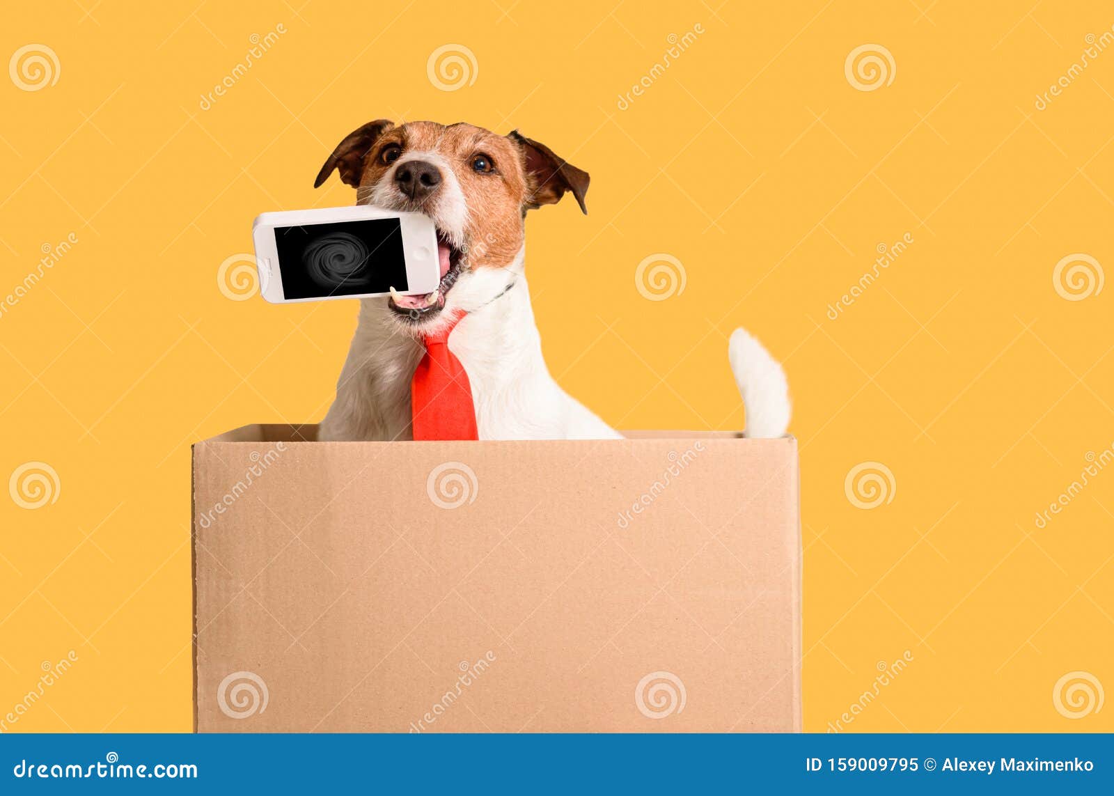 Works Out of the Box Concept with Dog Holding Phone in Mouth Sitting in ...