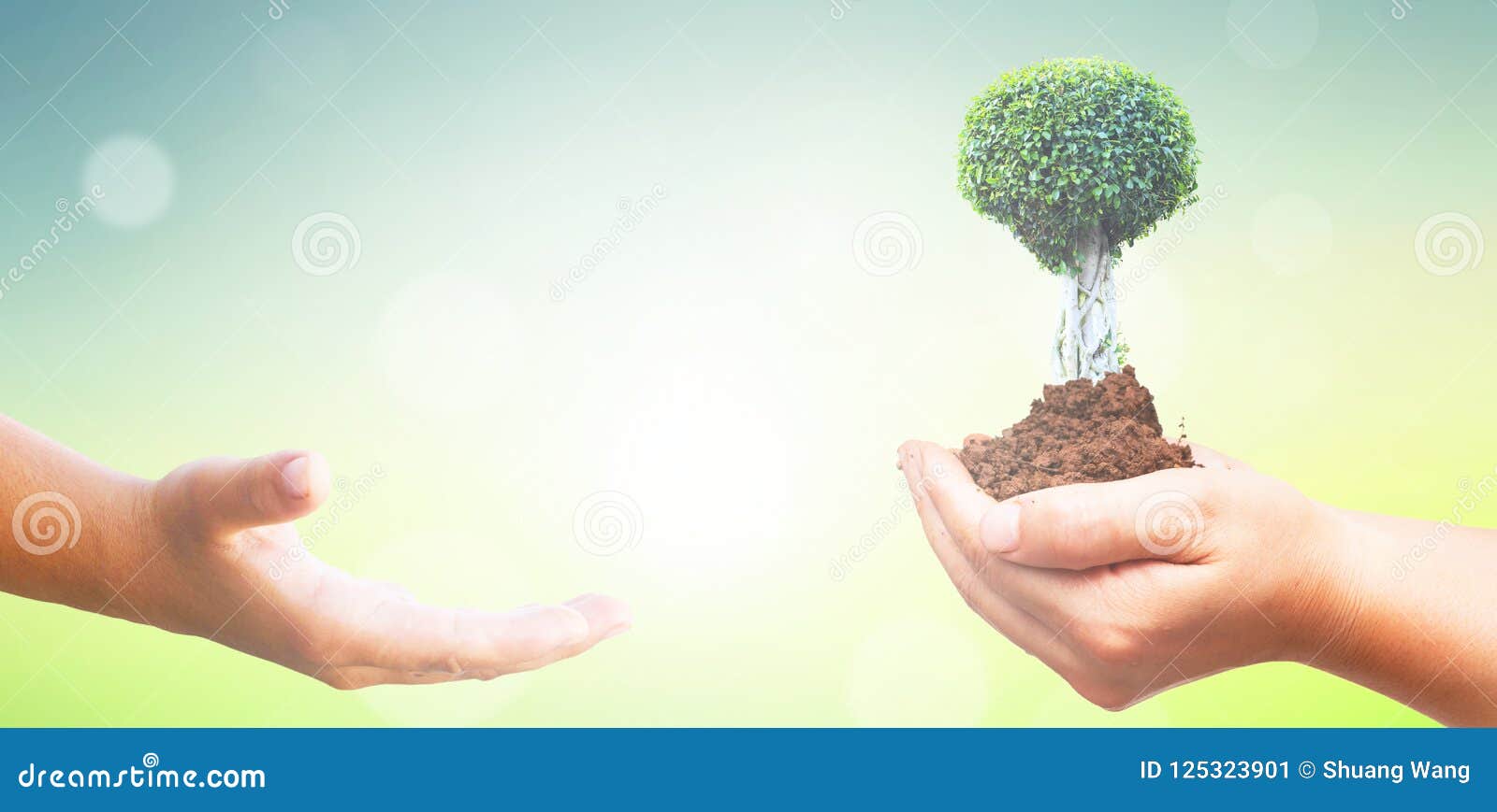 World Environment Day Concept: Human Hands Holding Big Tree Over Green Forest Background Stock Image - Image of earth, hands: 125323901 World Environment Day Concept: Human Hands Holding Big Tree Over Green Forest Background Stock Image - Image of earth, hands: 125323901