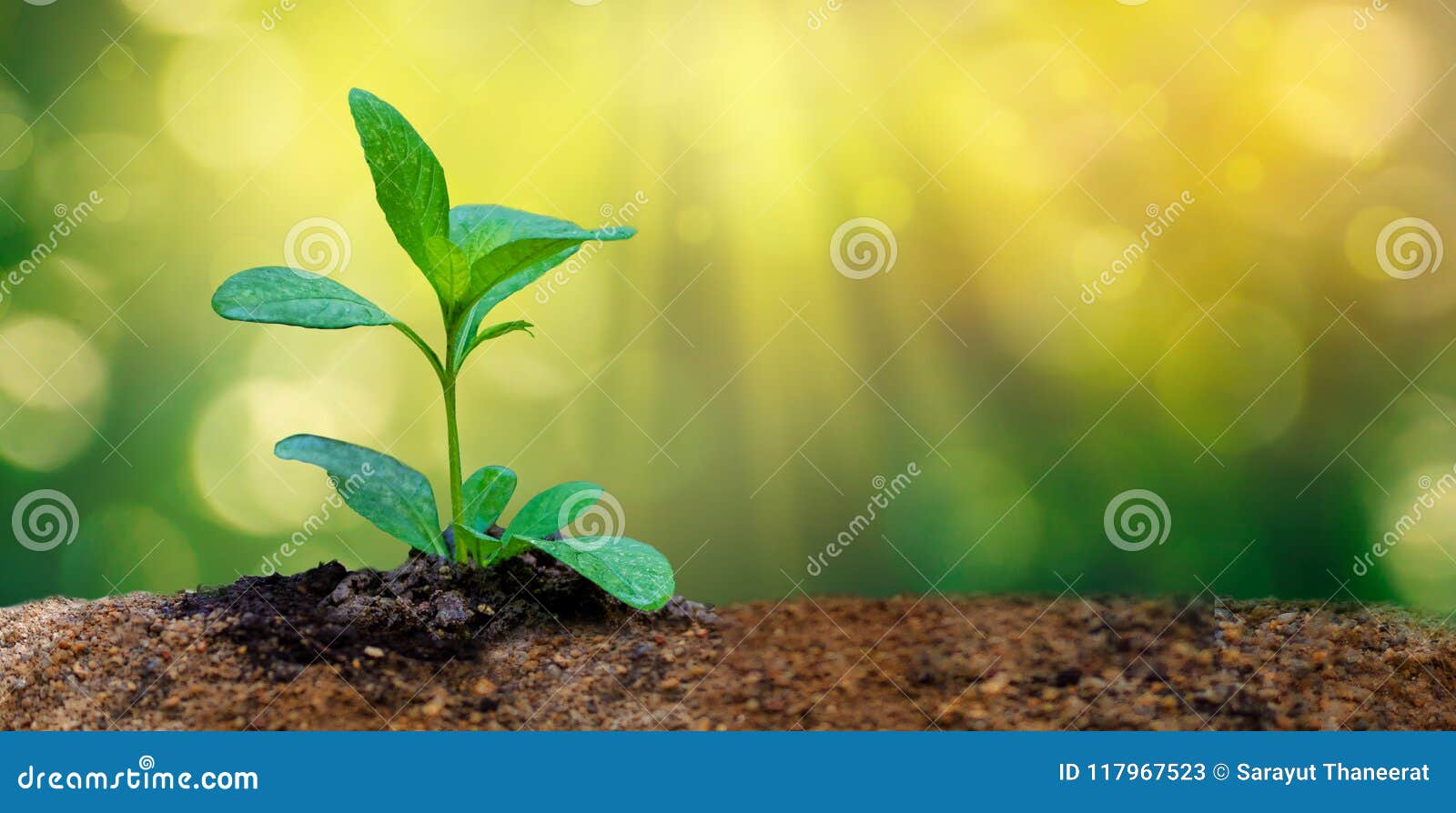 world environment day planting seedlings young plant in the morning light on nature background