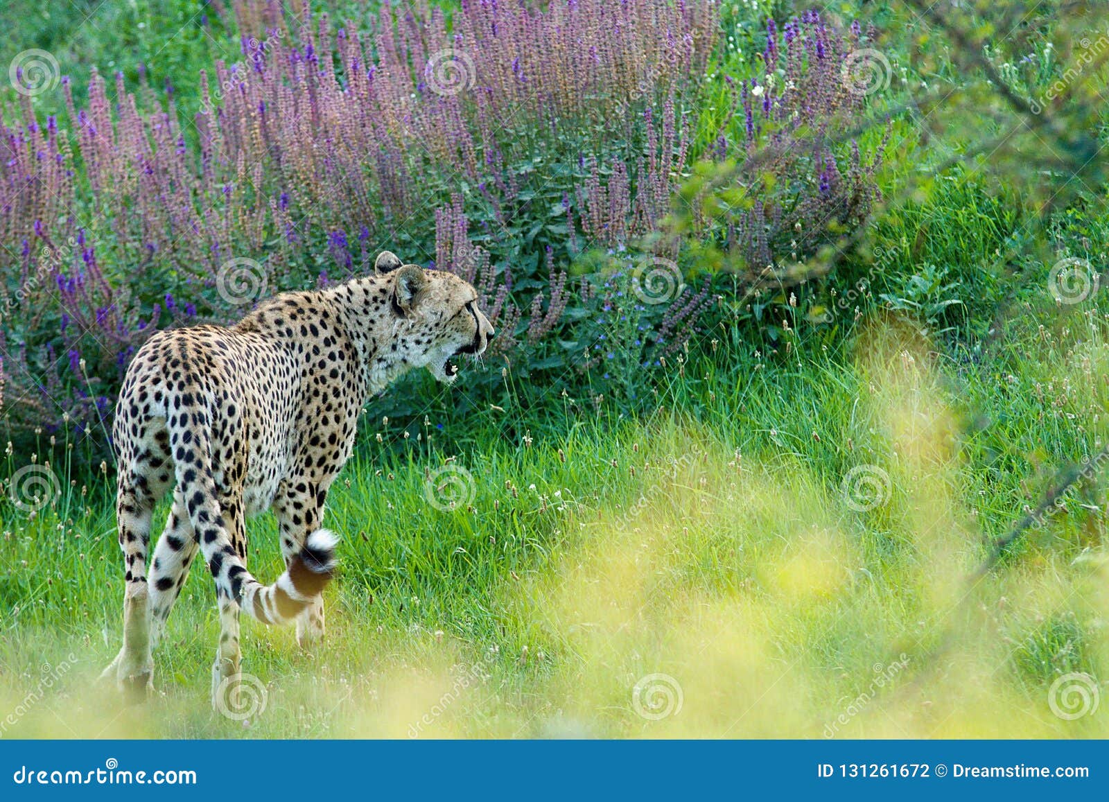World Fastest Sprinter Walking Around Stock Photo Image of captivity