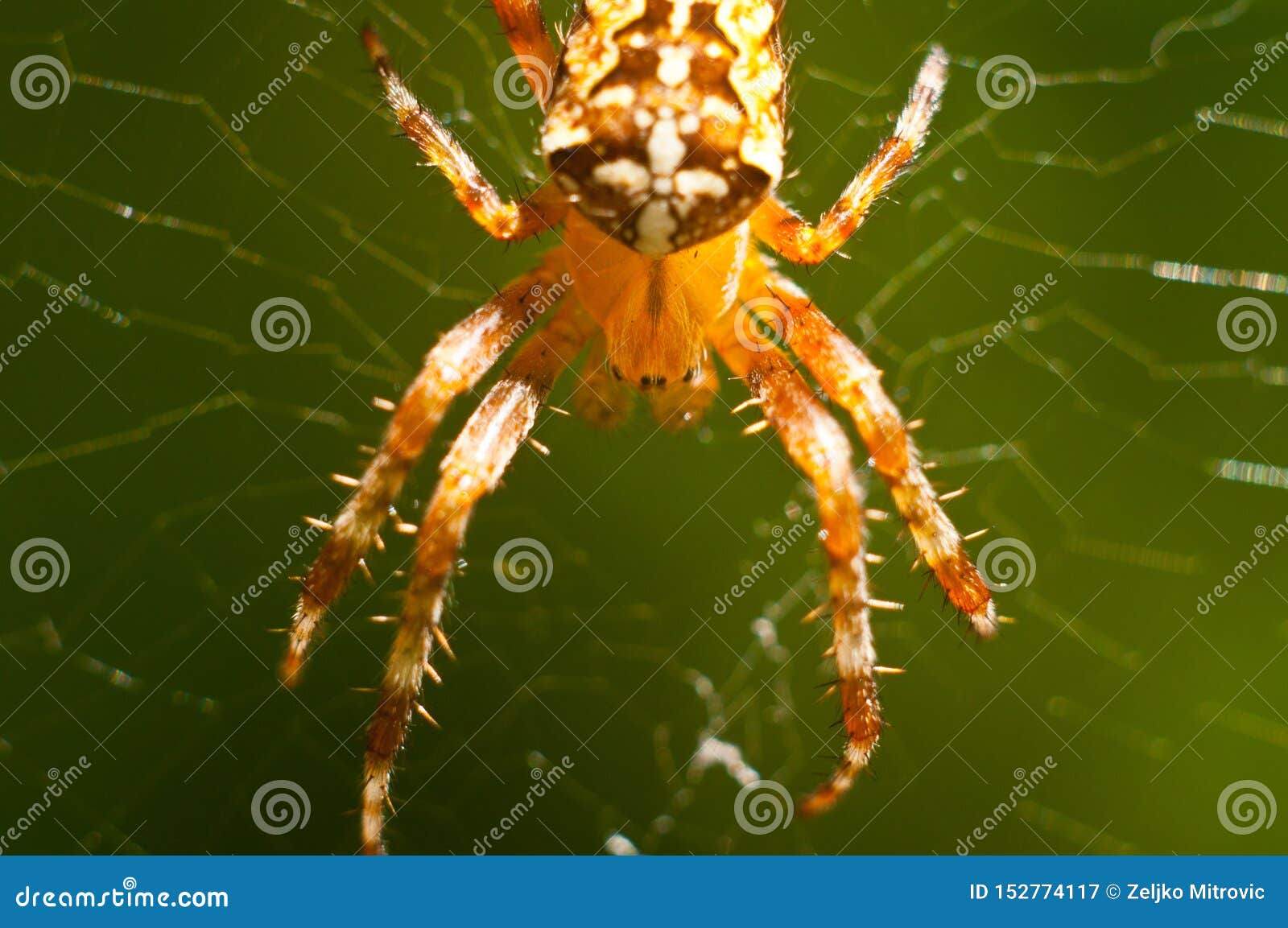 the world of insects, spider, predator, insects, spider`s web