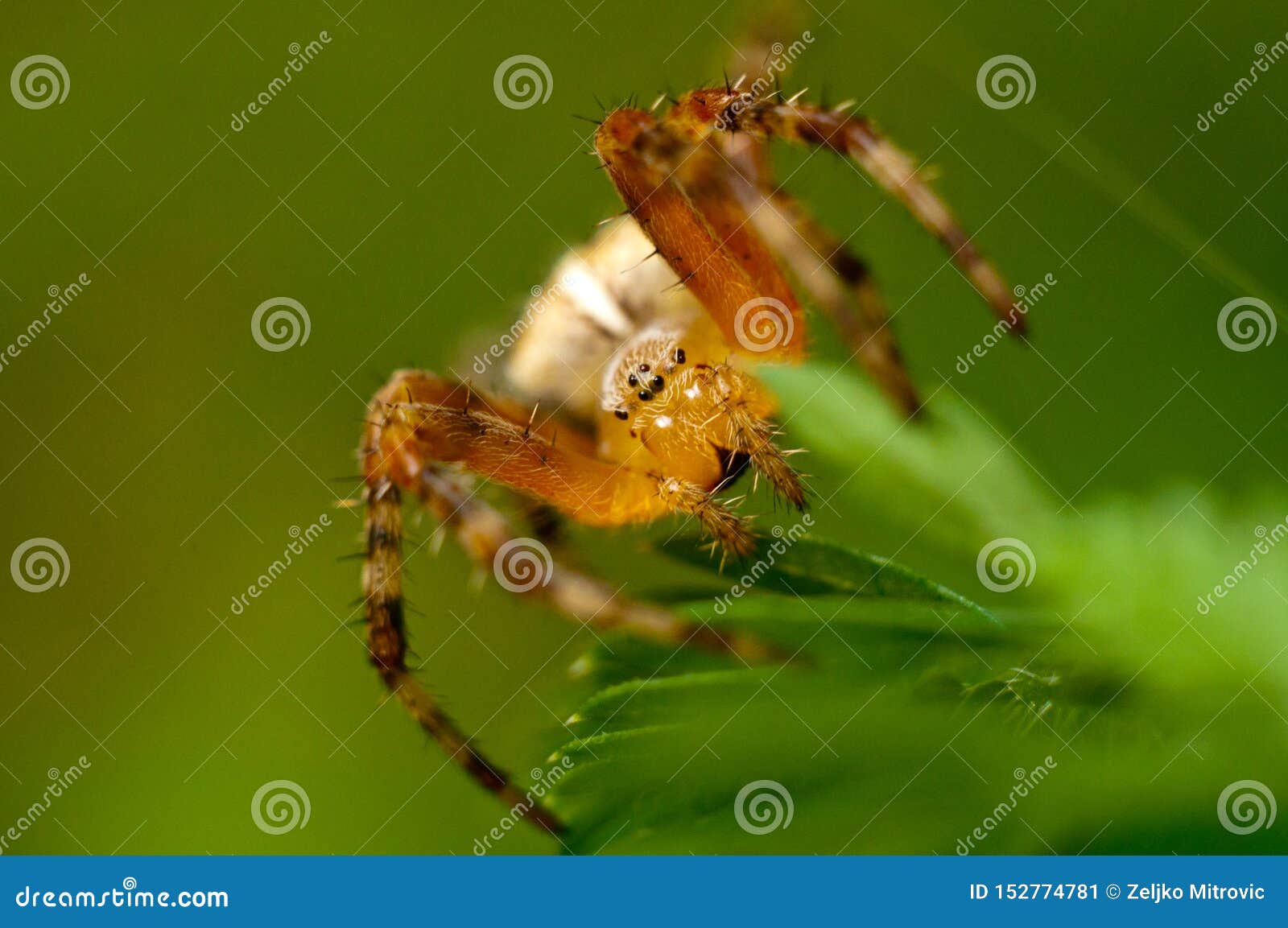 redback spider predators redback spider predators