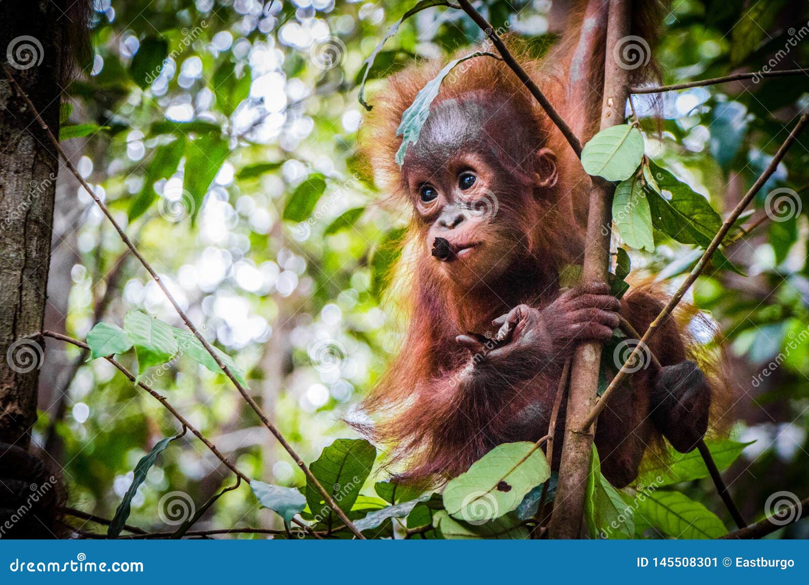 World s Cutest  Baby Orangutan  Hangs In A Tree In Borneo 