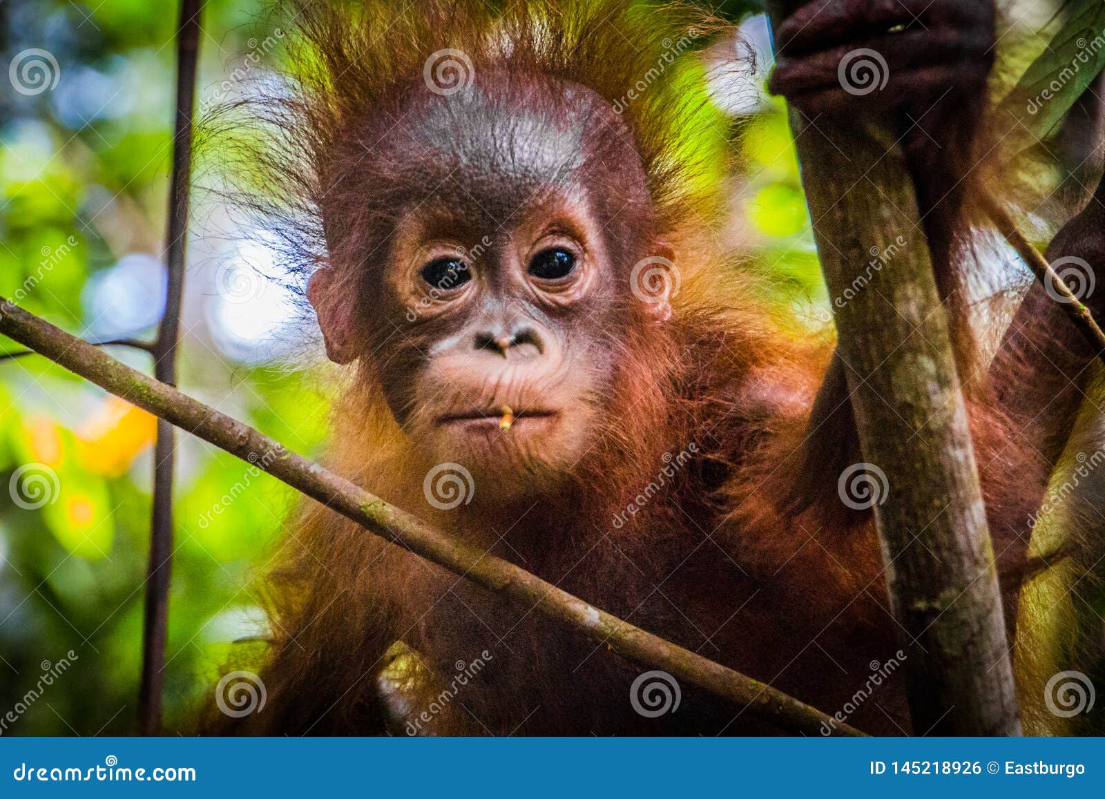 World s Cutest  Baby Orangutan  Looks Into Camera In Borneo 