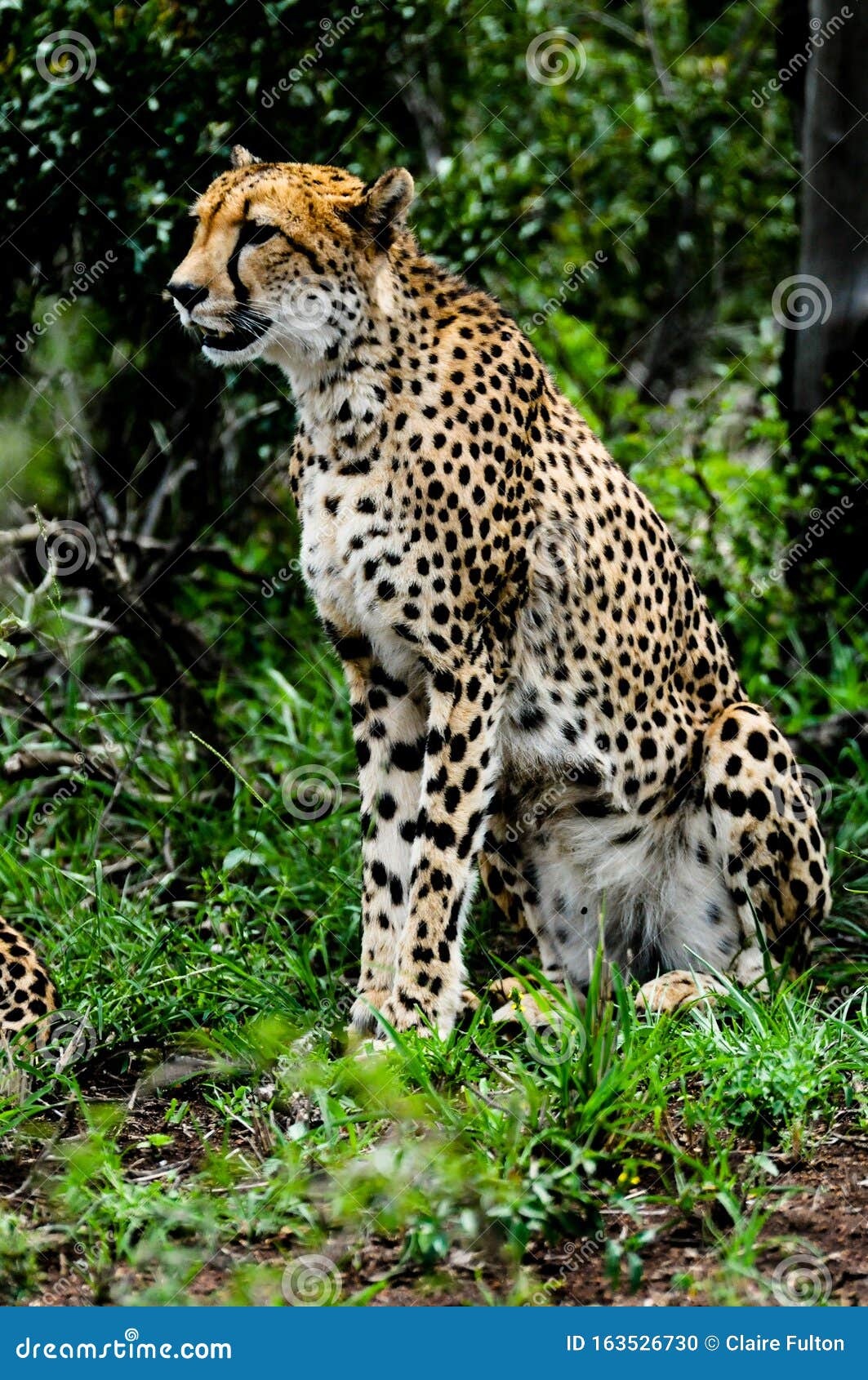 World`s Fastest Land Animal, the Cheetah Stock Photo - Image of africa,  kwazulu: 163526730