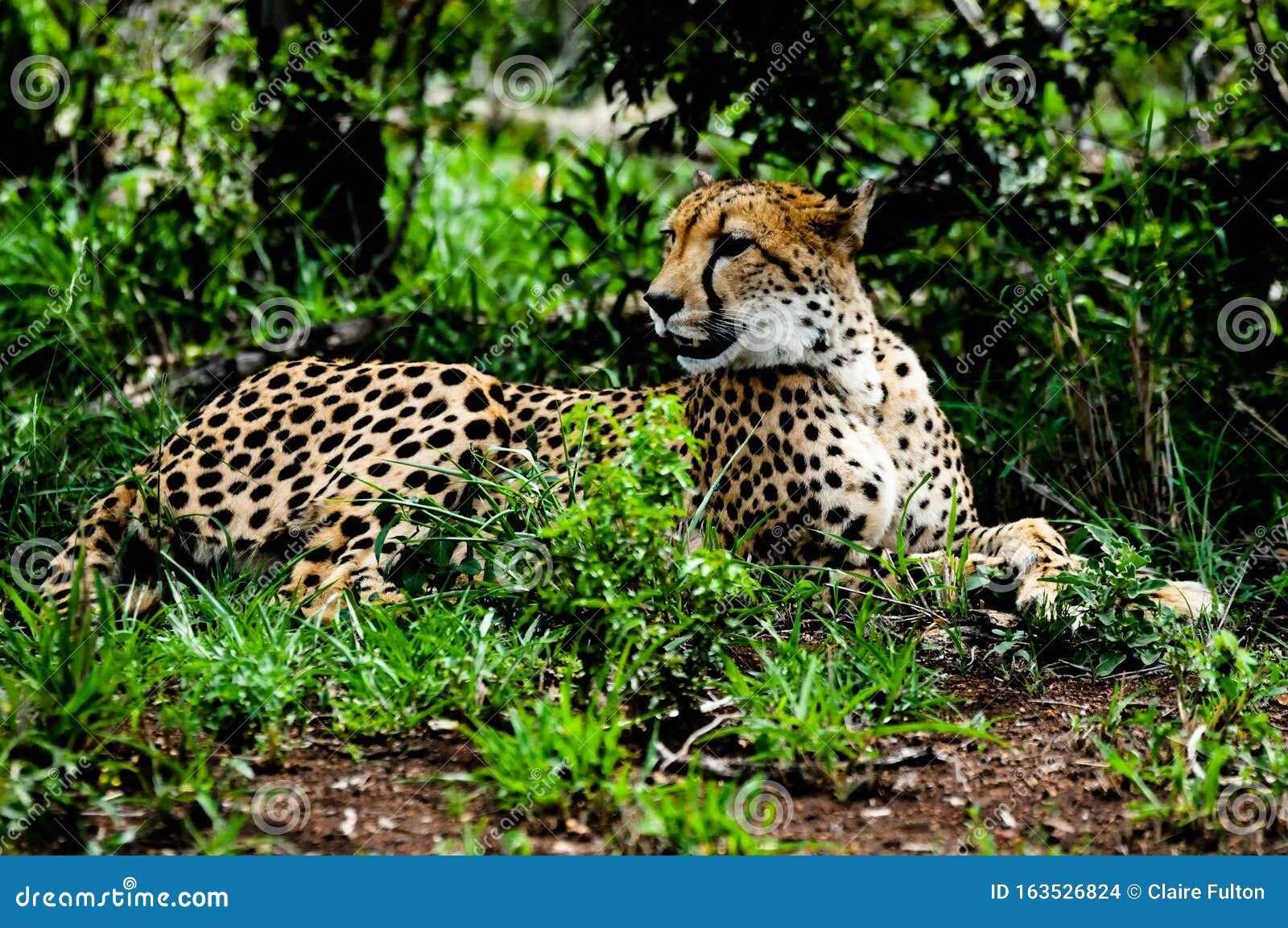World`s Fastest Land Animal, the Cheetah Stock Photo - Image of cheetah, south: 163526824 World`s Fastest Land Animal, the Cheetah Stock Photo - Image of cheetah, south: 163526824