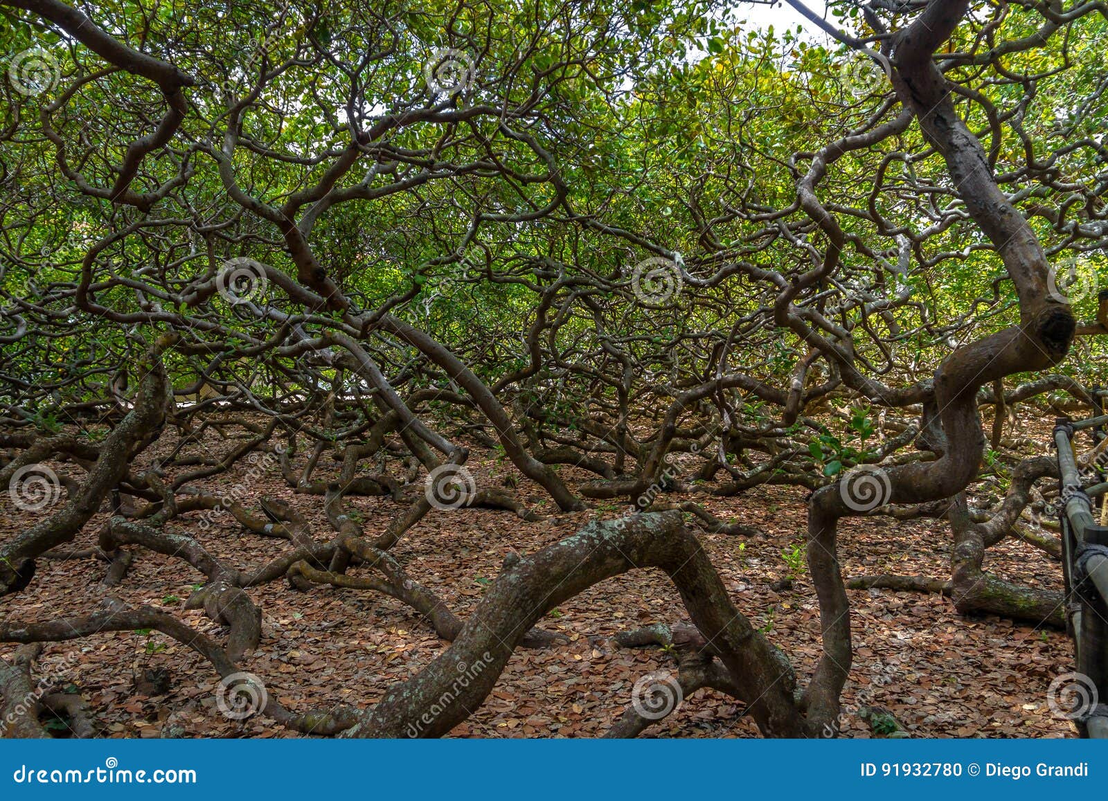 world`s largest cashew tree - pirangi, rio grande do norte, brazil