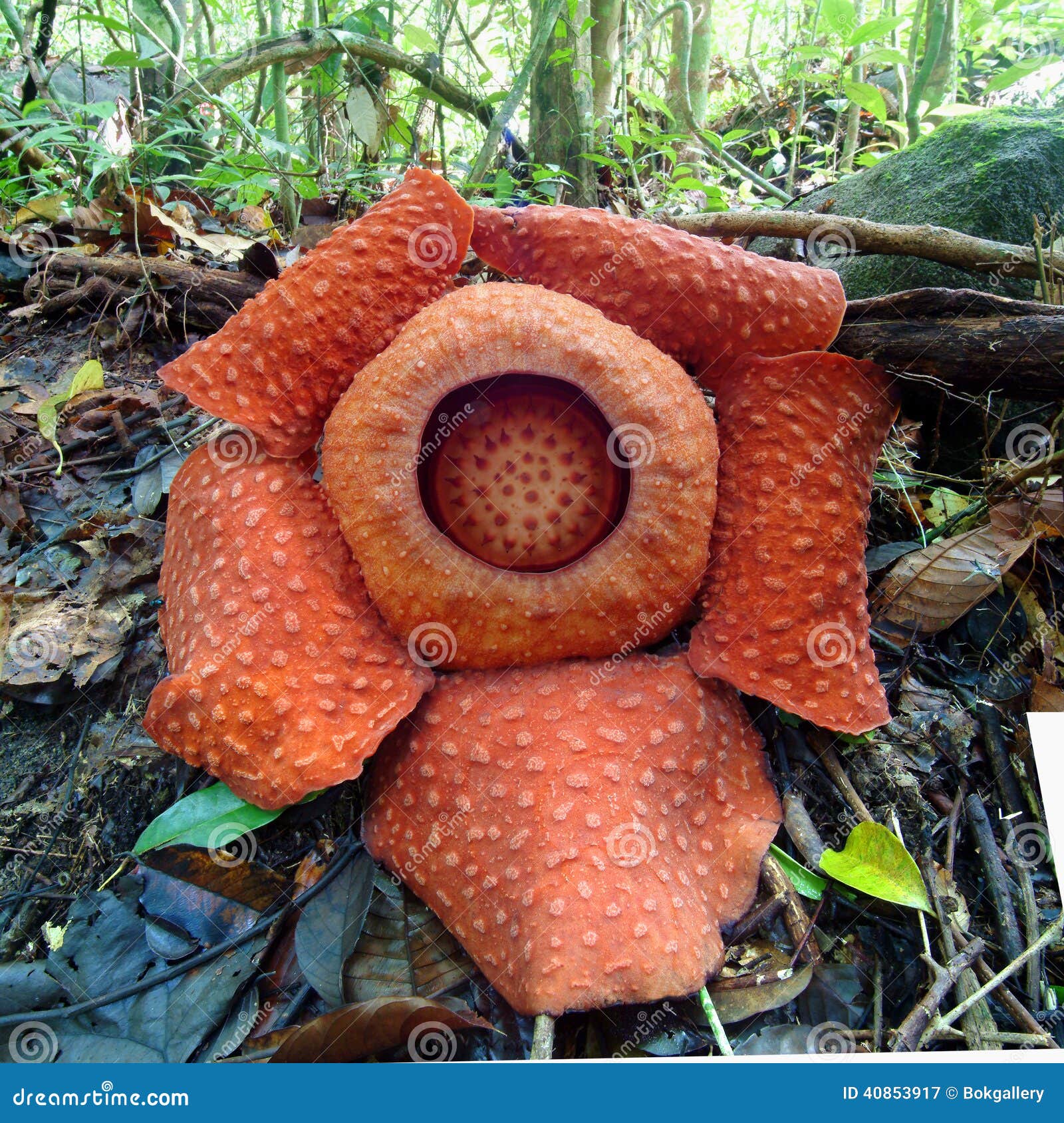 world's largest flower, rafflesia tuanmudae, gunung gading national park, sarawak, malaysia