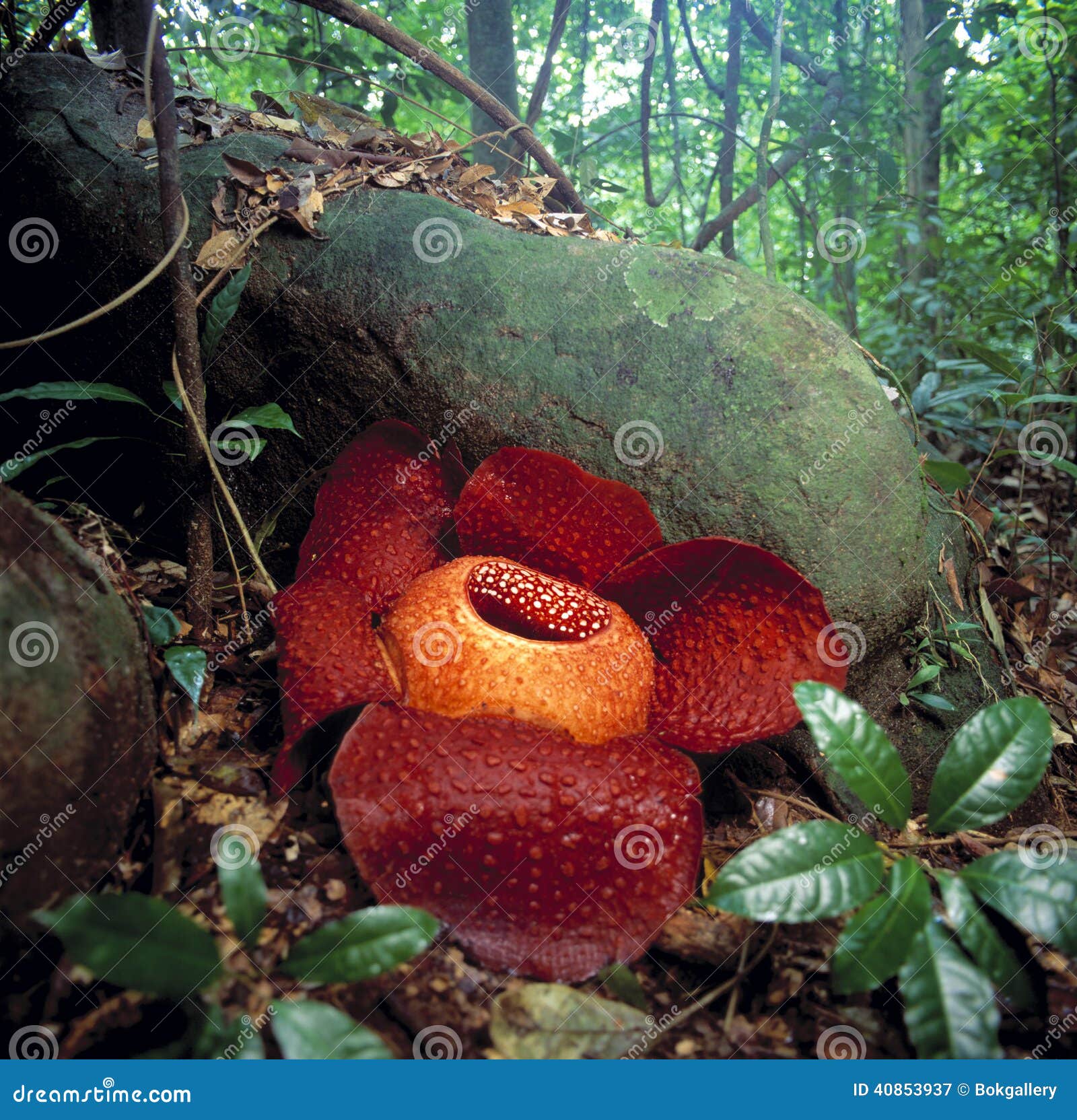 world's largest flower, rafflesia tuanmudae, gunung gading national park, sarawak, malaysia