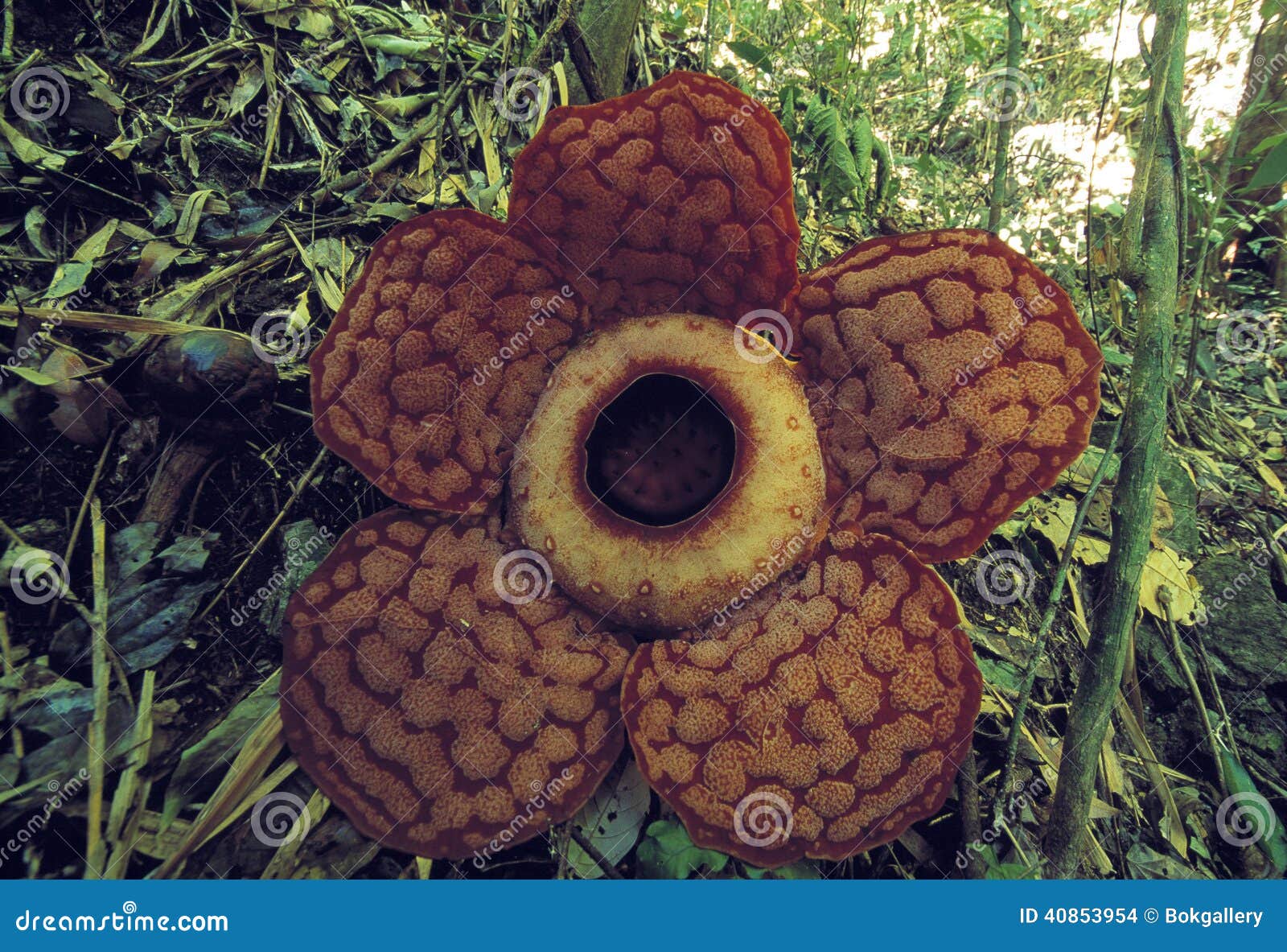 world's largest flower, rafflesia tuanmudae, gunung gading national park, sarawak, malaysia