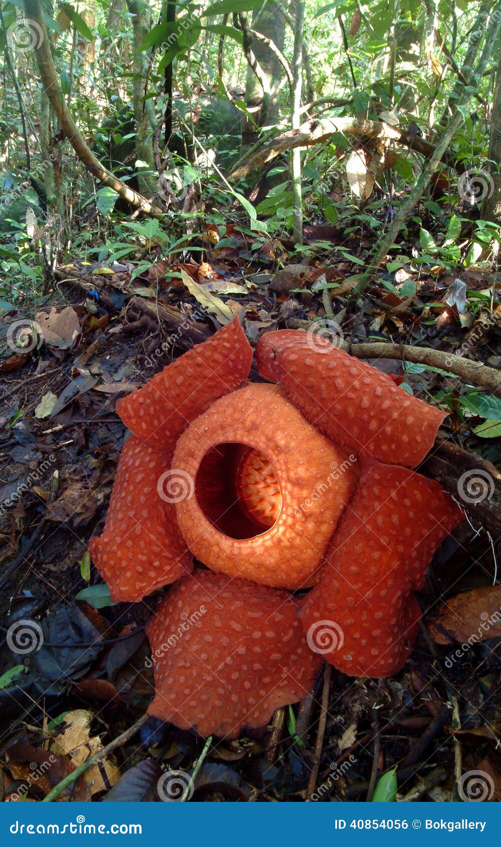 world's largest flower, rafflesia tuanmudae, gunung gading national park, sarawak, malaysia