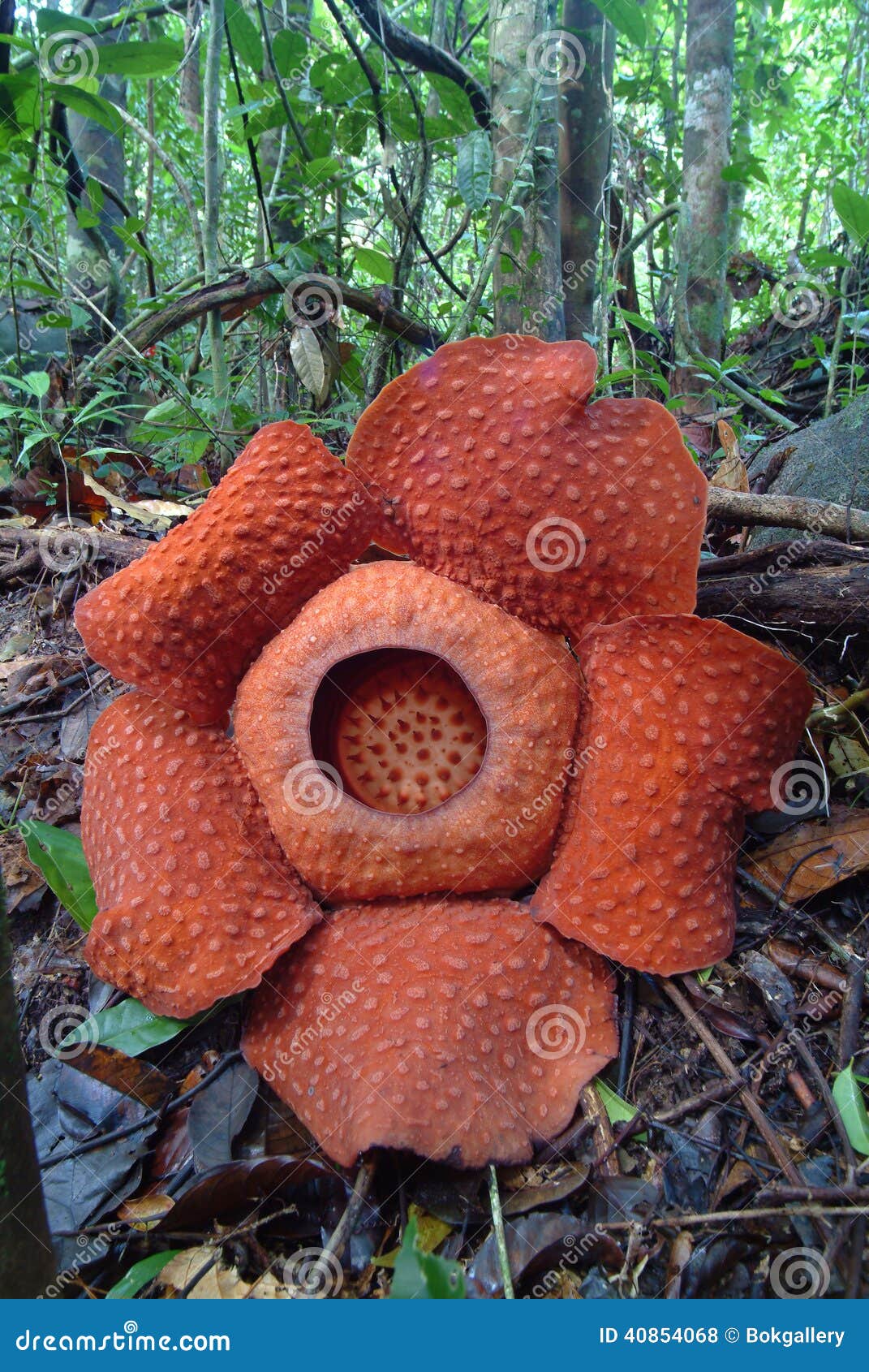 world's largest flower, rafflesia tuanmudae, gunung gading national park, sarawak, malaysia