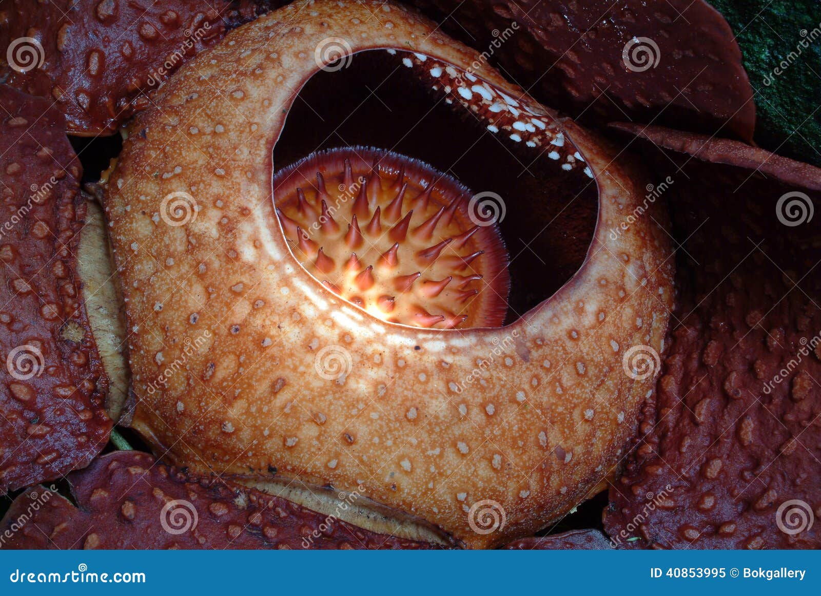 world's largest flower, rafflesia tuanmudae, gunung gading national park, sarawak, malaysia