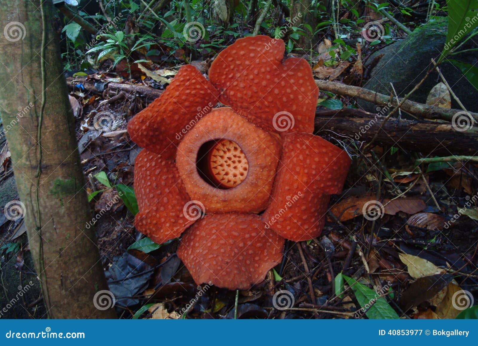 world's largest flower, rafflesia tuanmudae, gunung gading national park, sarawak, malaysia