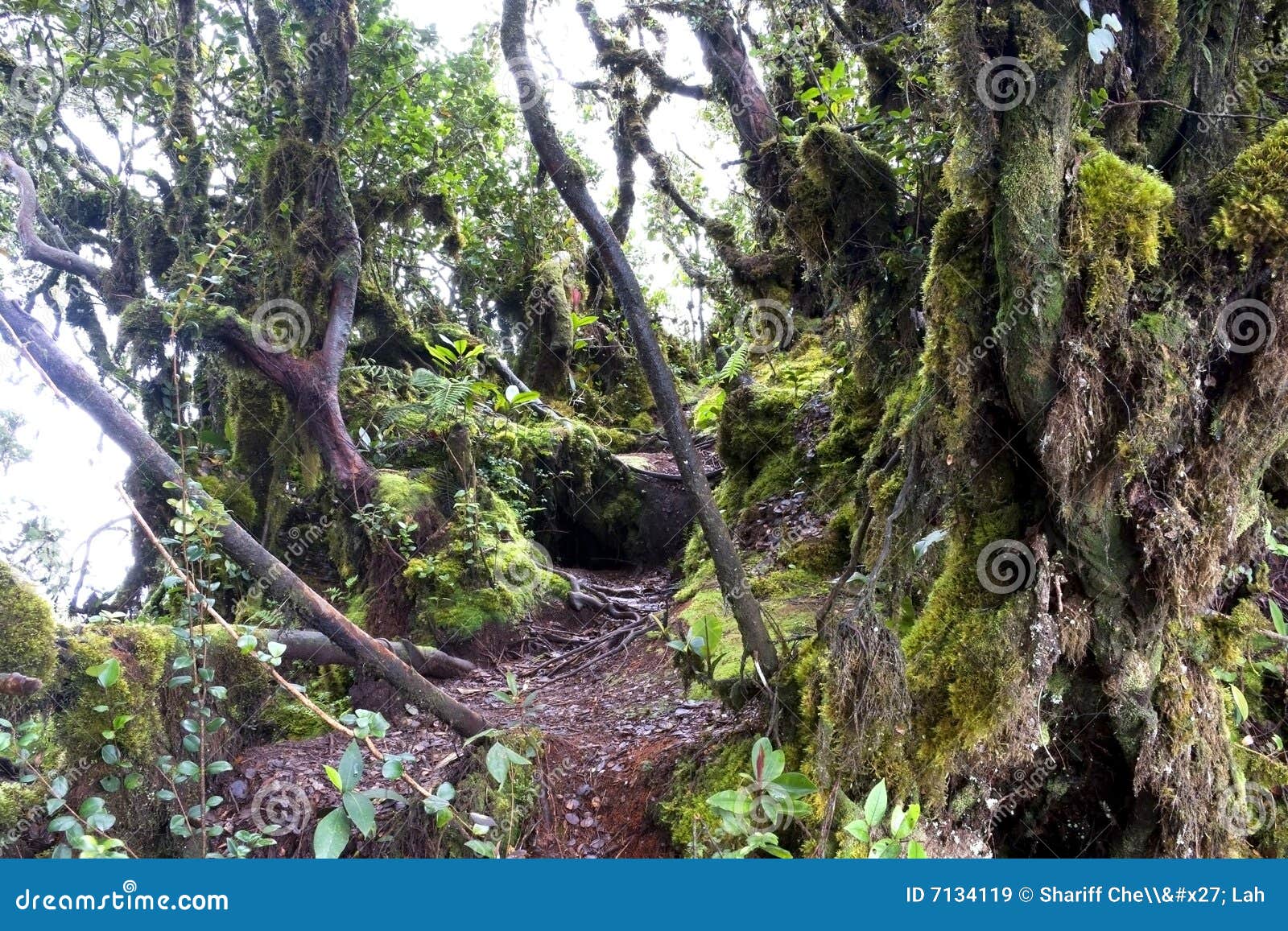 world's oldest mossy forest