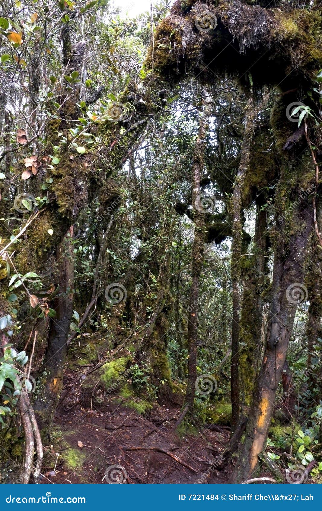 world's oldest mossy forest