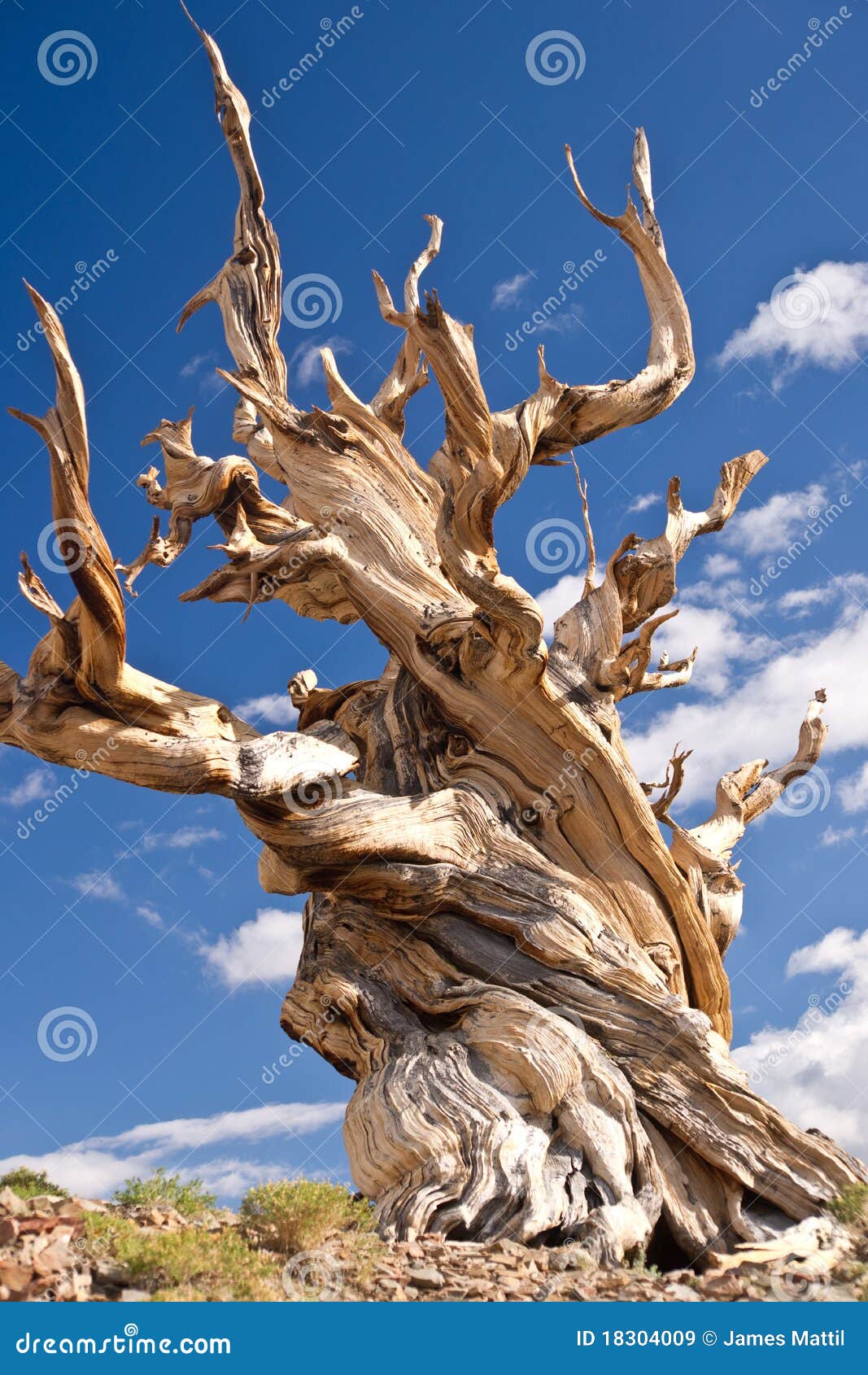 world's oldest tree: the bristlecone pine