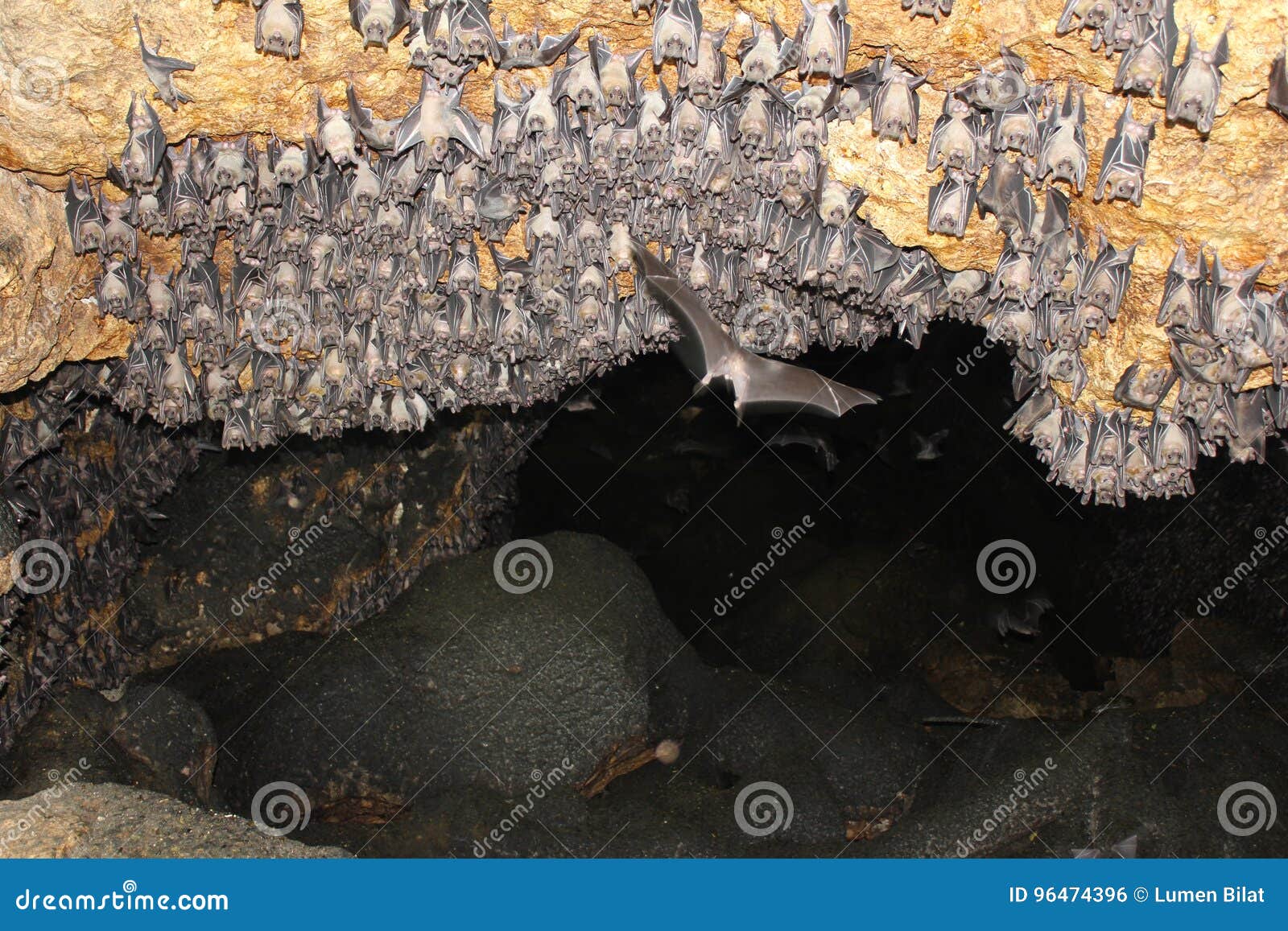Bats, the World Upside Down Stock Photo Image of mammal, philippines