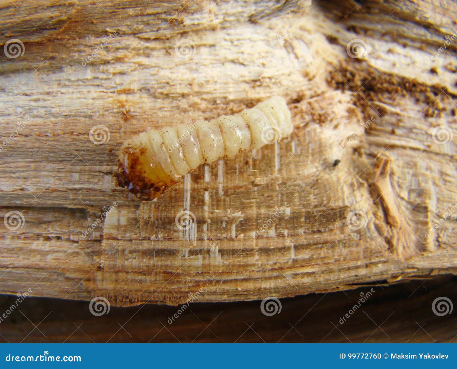 Bark beetle stock photo. Image of grub, wood, wormhole 99772760