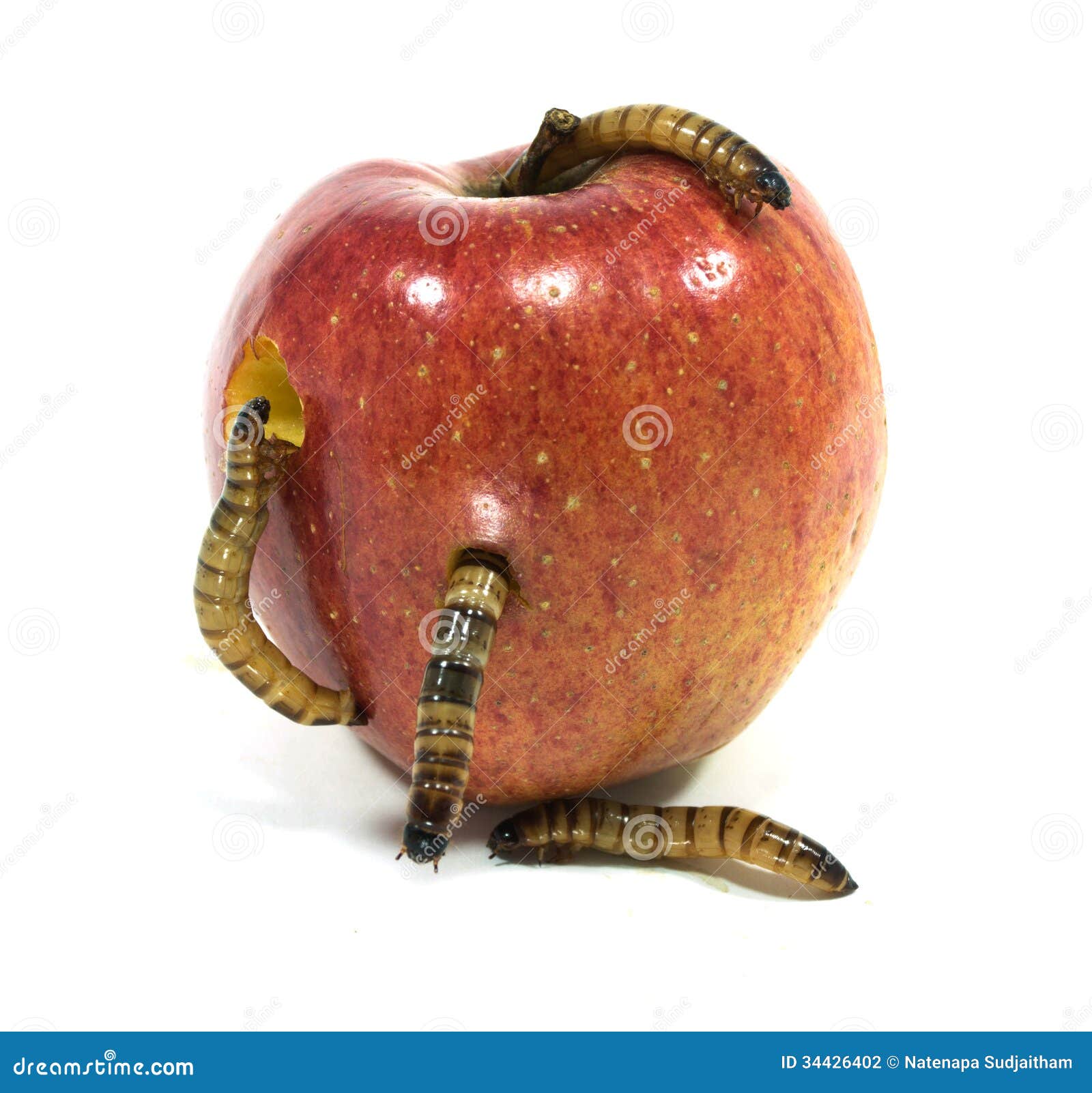 Rotten Apple, Object Shows Community
