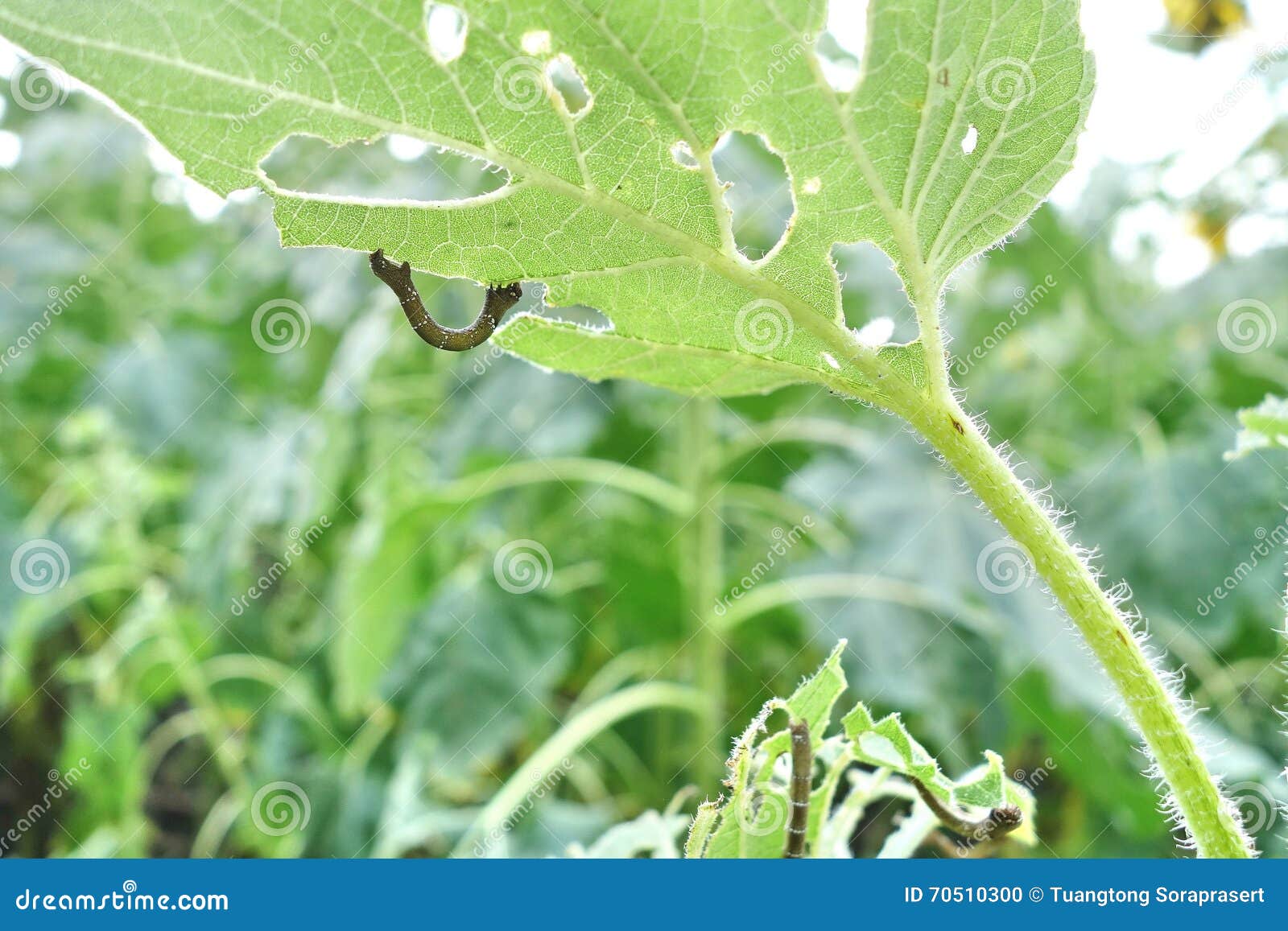 Worm eating the leaves. stock photo. Image of invertebrate 70510300