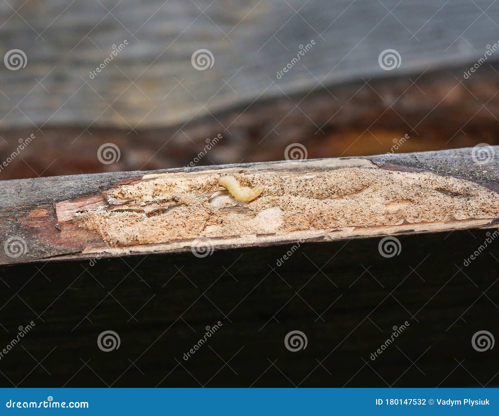 Worm that Eats the Wooden Plank. Timber Beetle Stock Photo Image of