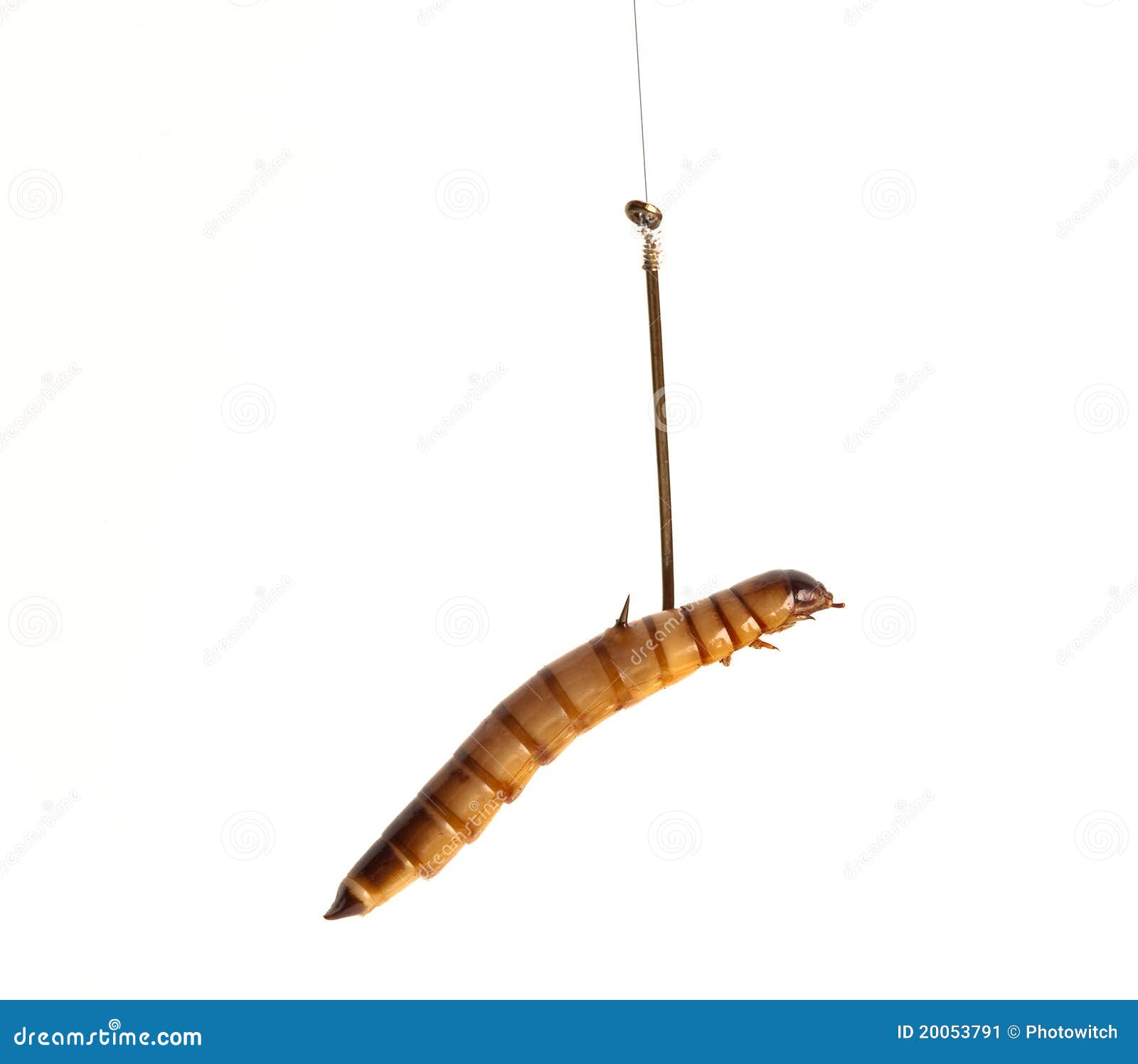 Fish Goldfish Hook Worm Stock Photos - Free & Royalty-Free Stock