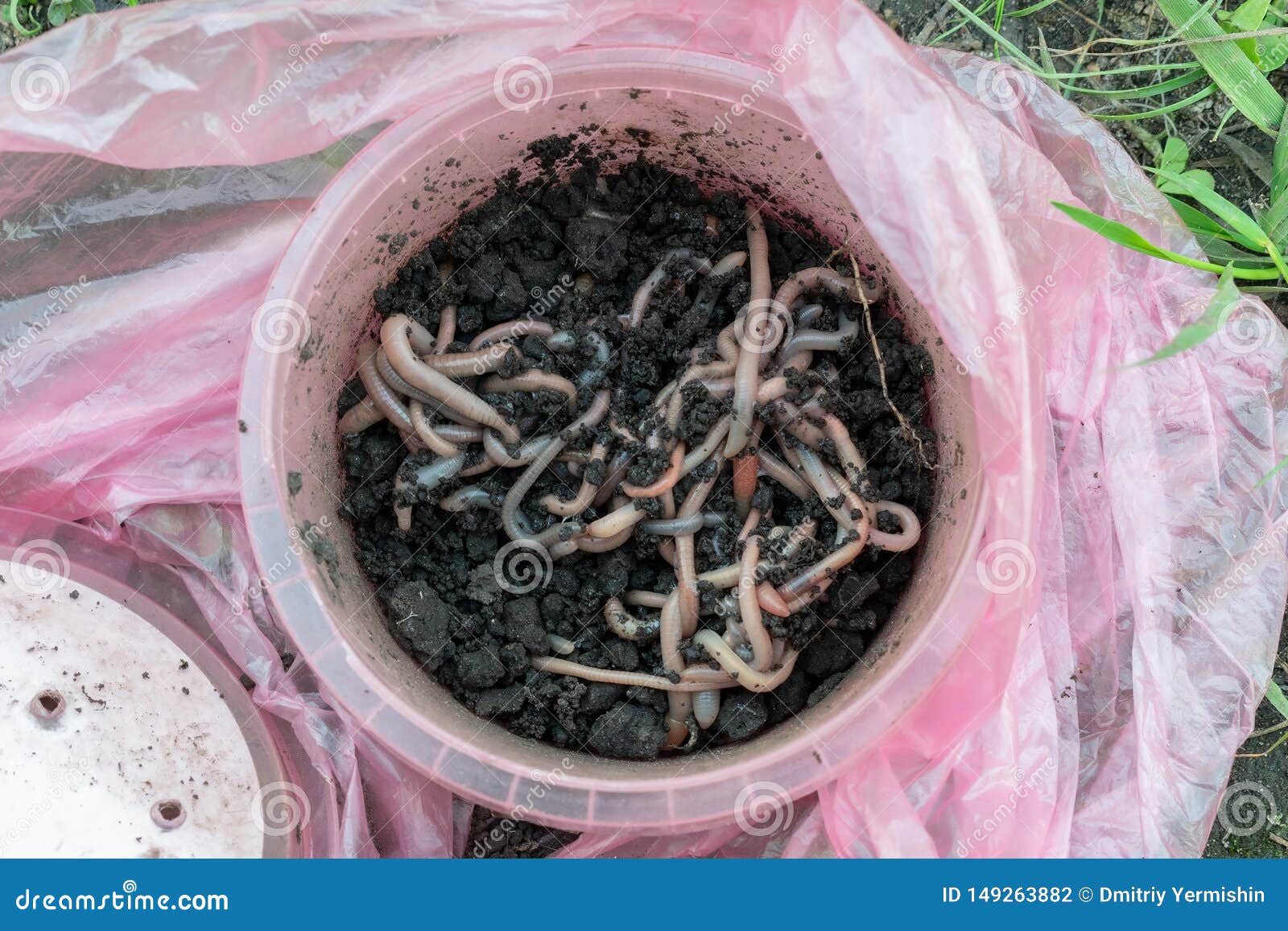 Worm fishing bait stock photo. Image of compost, composting - 149263882