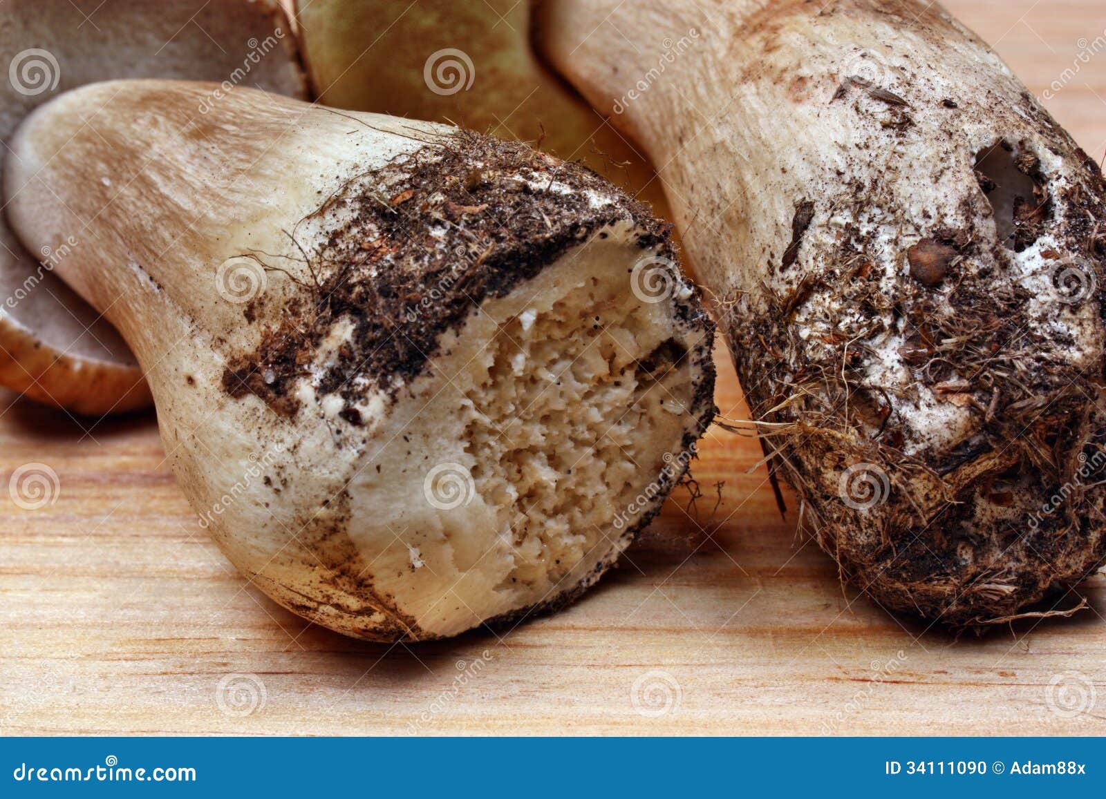 Worm mushrooms stock photo. Image of fungi, light, edulis 34111090