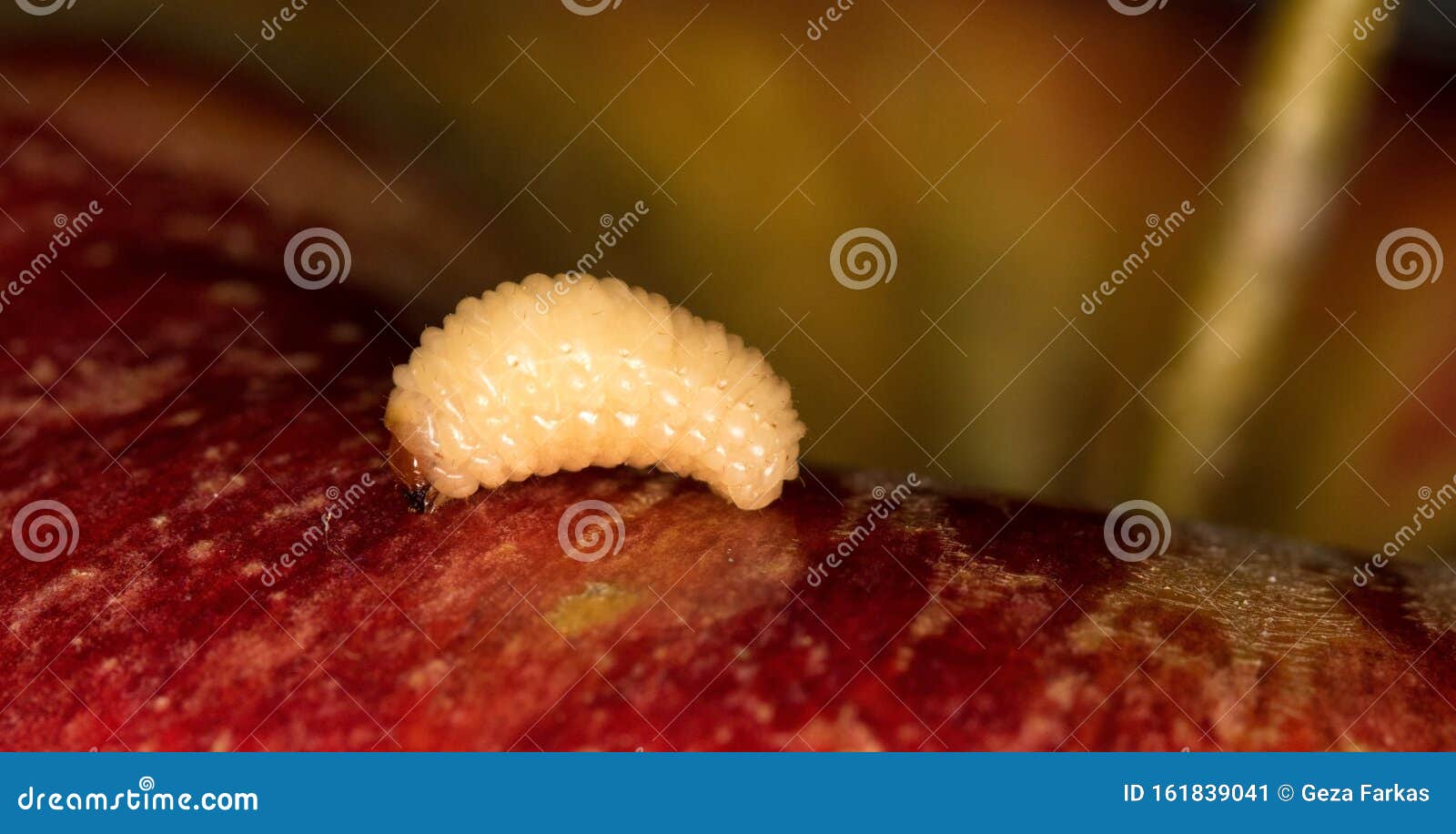 Worm in red apple stock image. Image of plant, fresh - 161839041