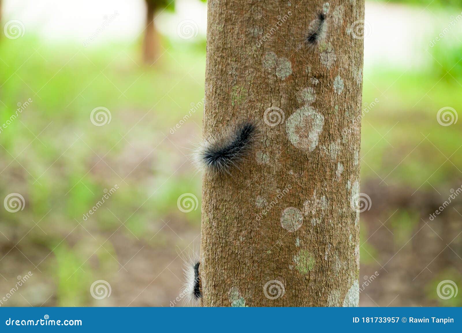 Worm on the Rubber Tree in Farm,caterpillar on Rubber Tree Stock Image