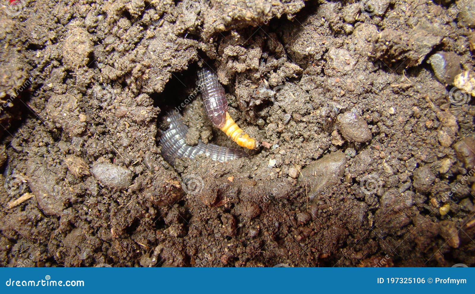 download snake that looks like a worm download snake that looks like a worm