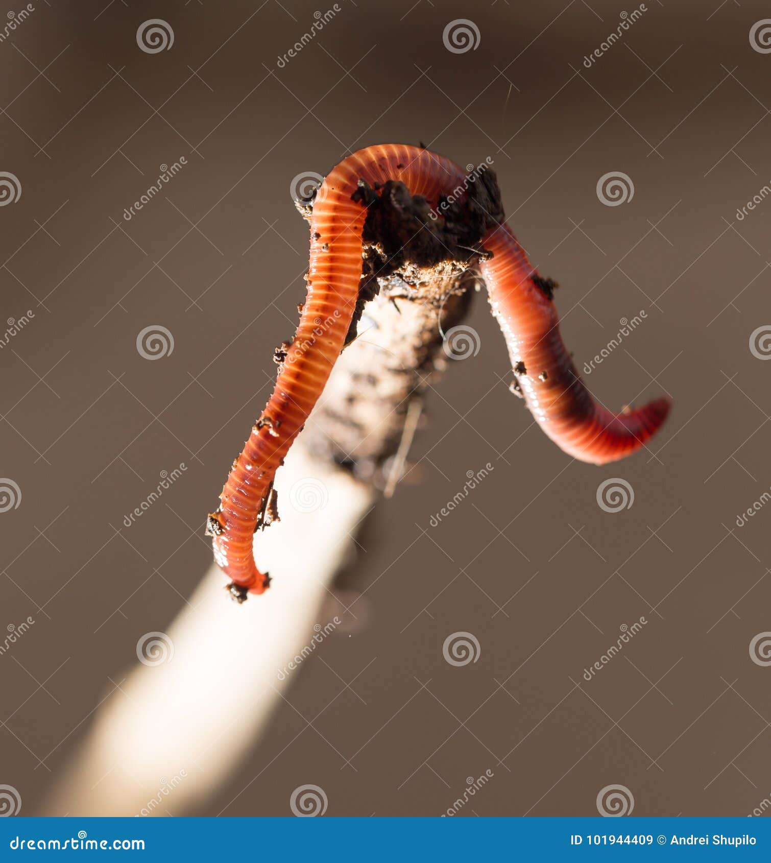 Worm on a stick. close-up stock image. Image of bait - 101944409