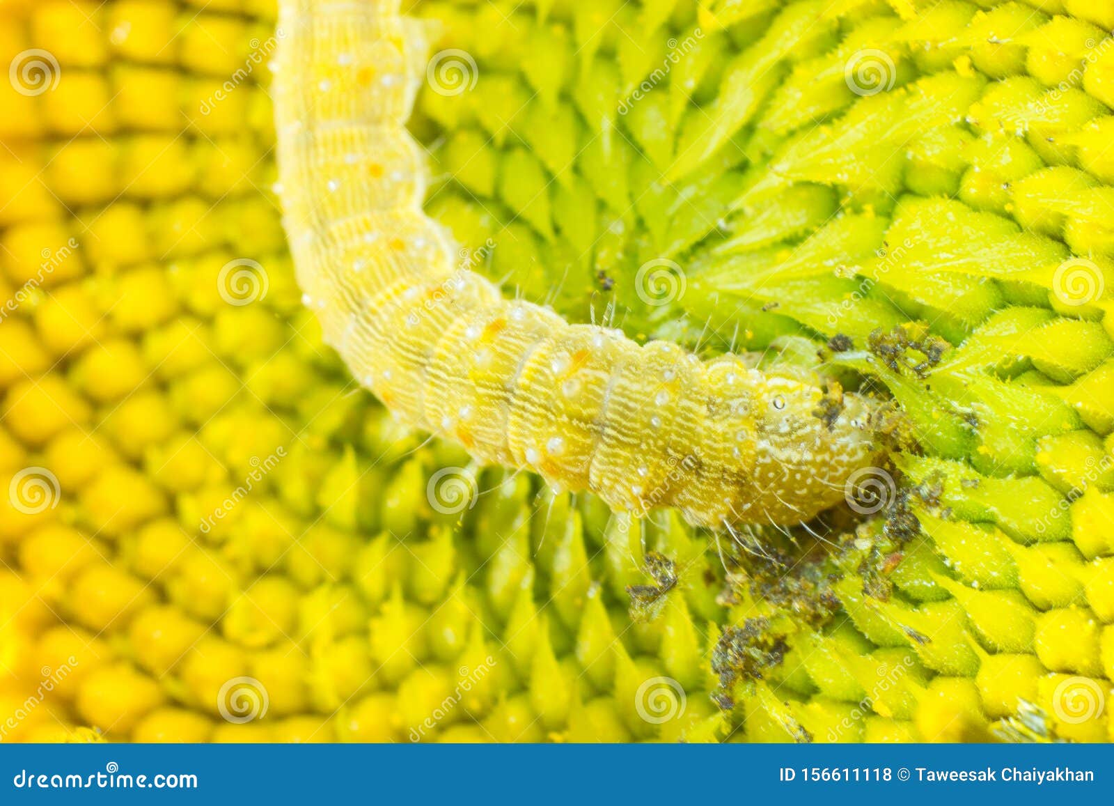 Worm On Sunflower Stock Photography 140347292