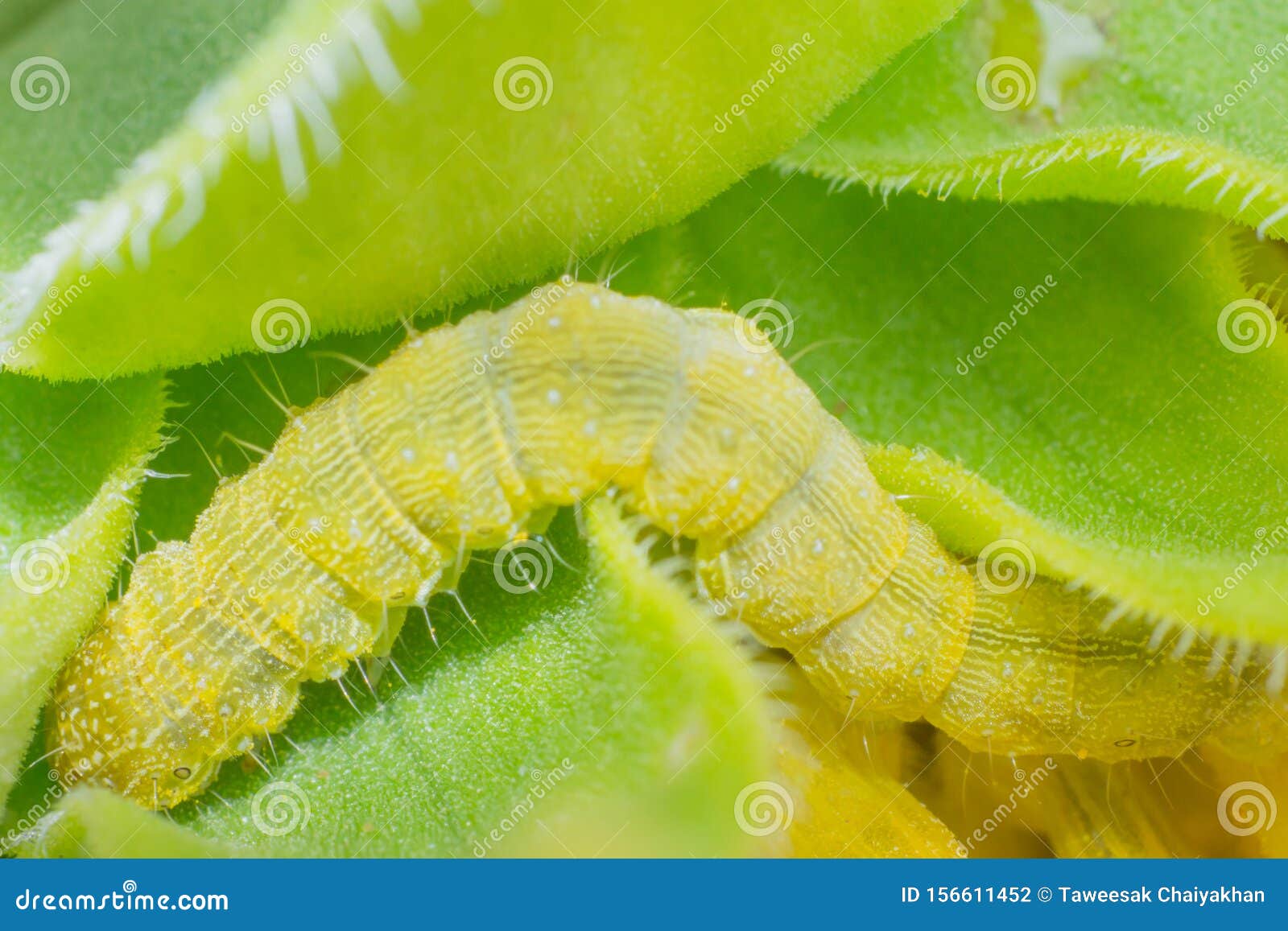 Worm on Sunflower, a Worm on Sunflower Stock Photo Image of