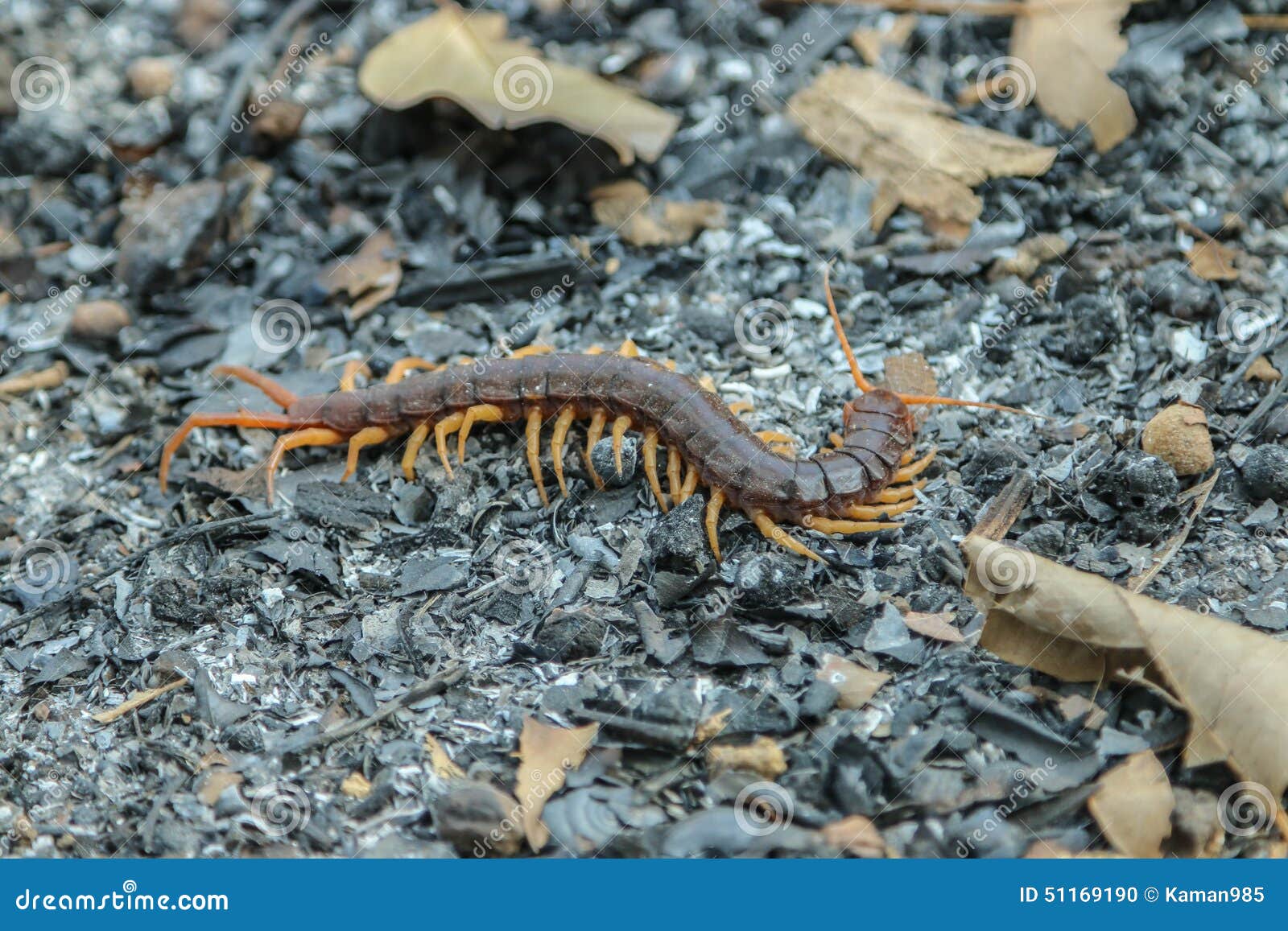 download worm with legs download worm with legs
