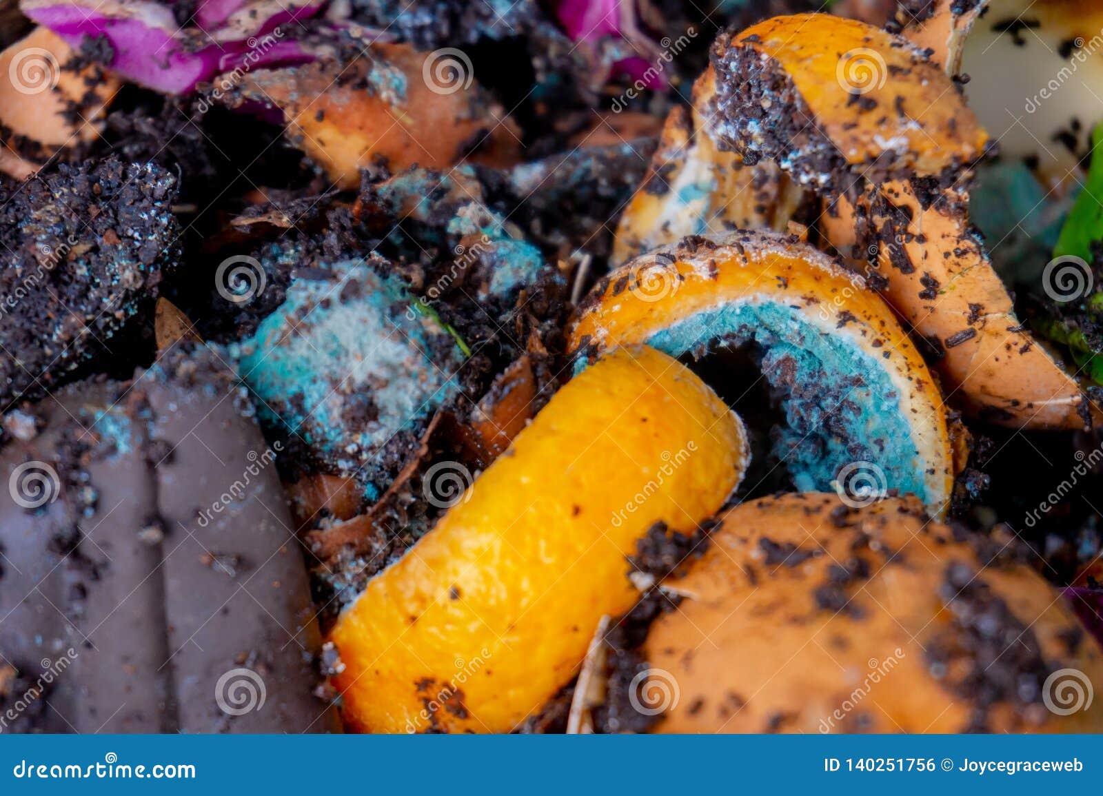 worm vermiculture compost with rotting orange peels