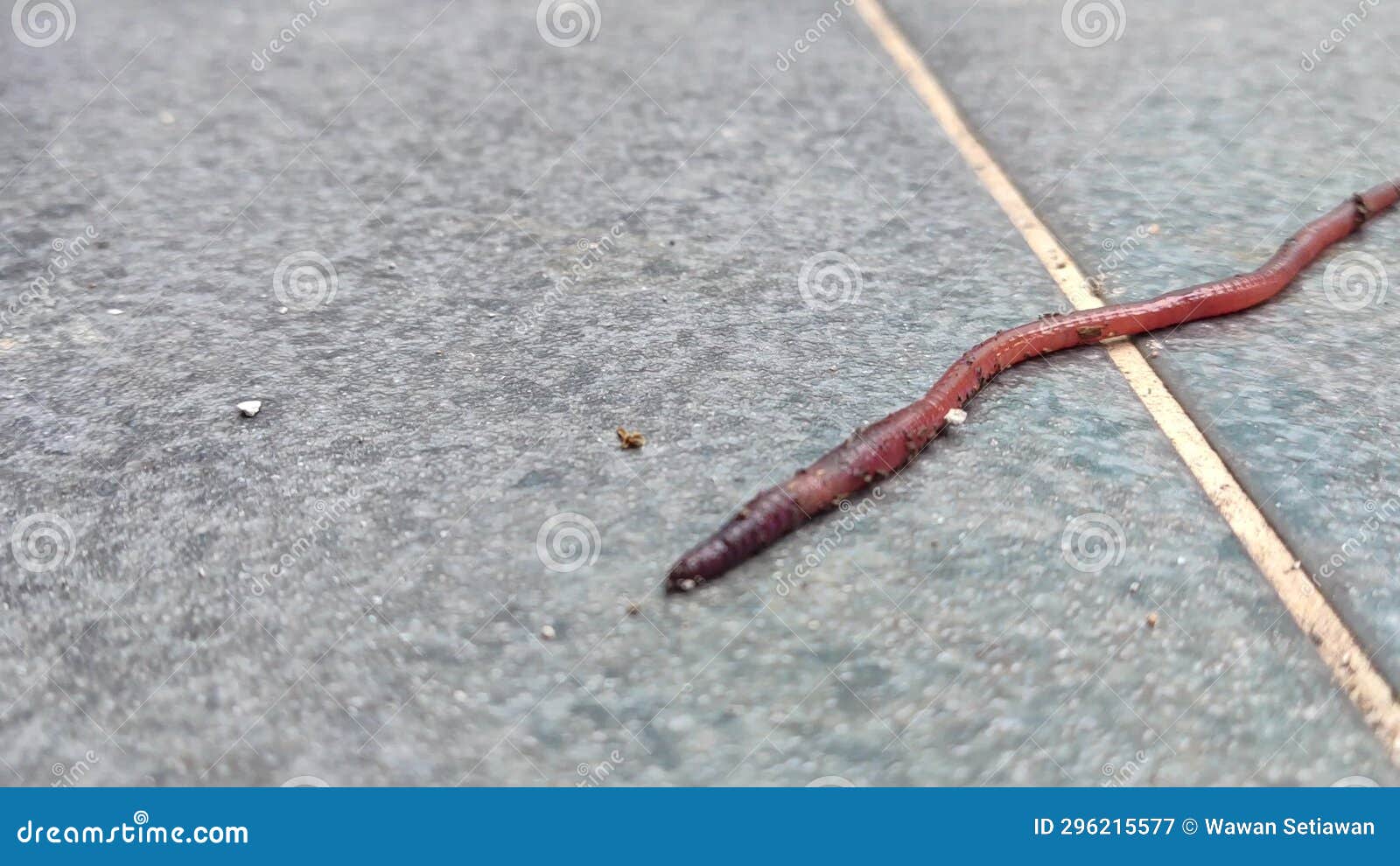 The worm stock video. Video of charming, slimy, rain 296215577