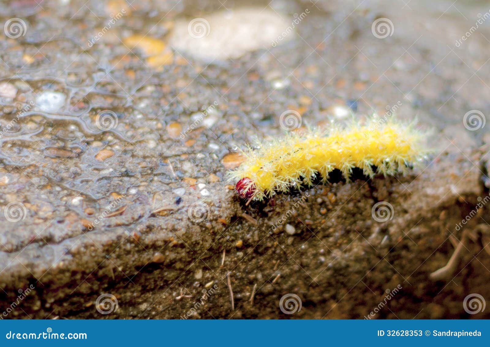 white red catapillar head hairy