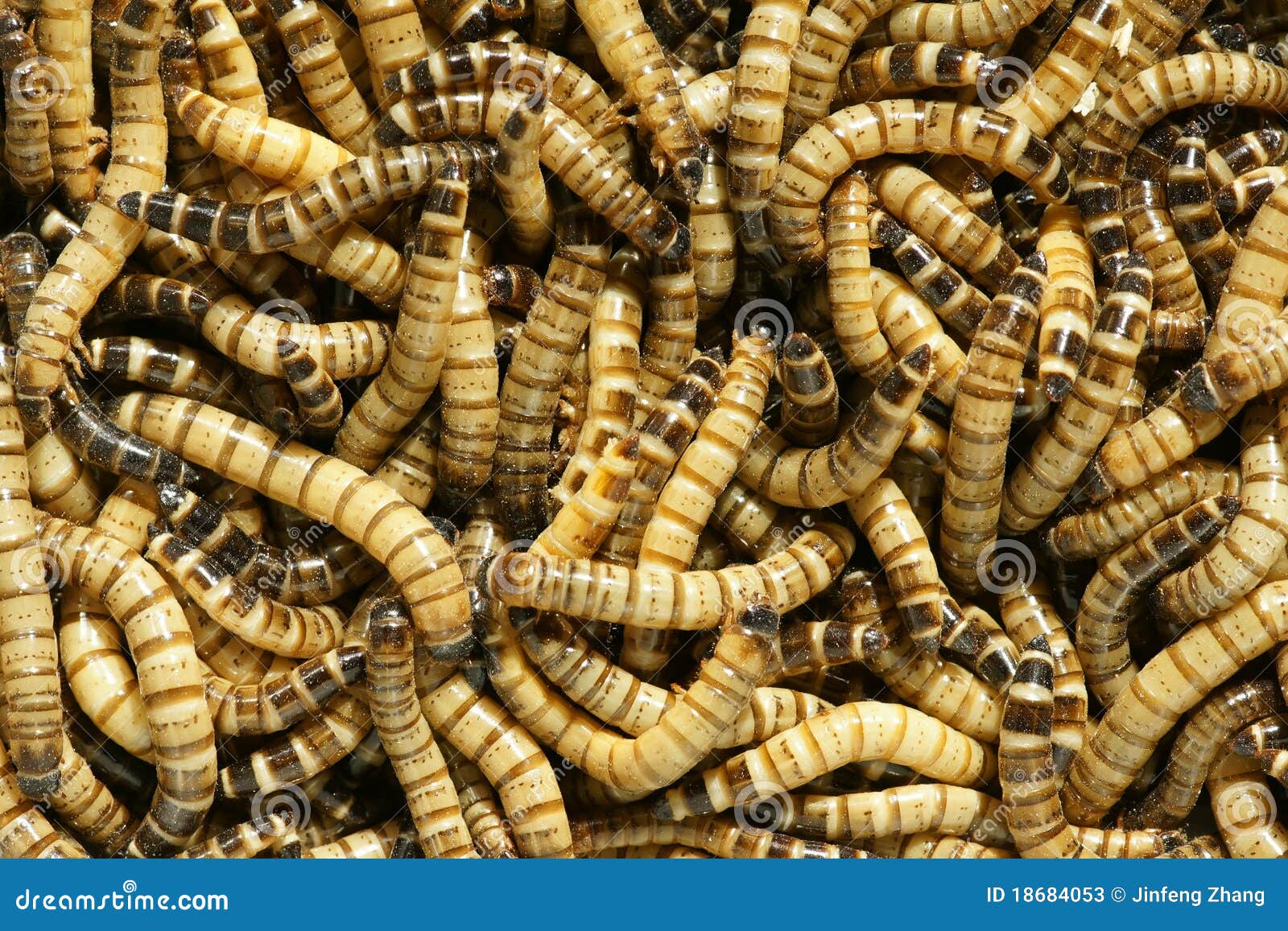 download cutworm pesticide