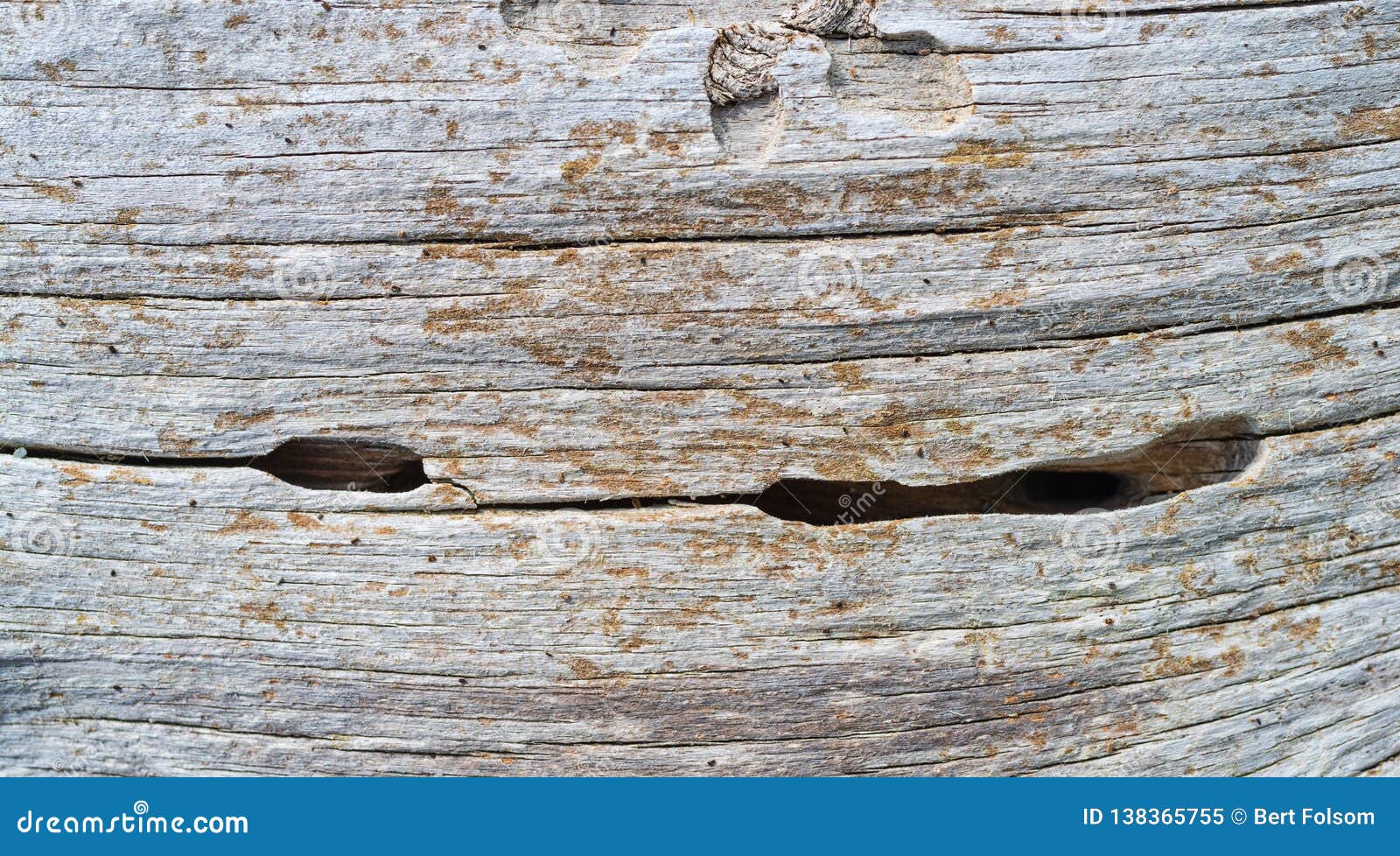 Wormhole in a Driftwood Log Stock Image Image of wood, background