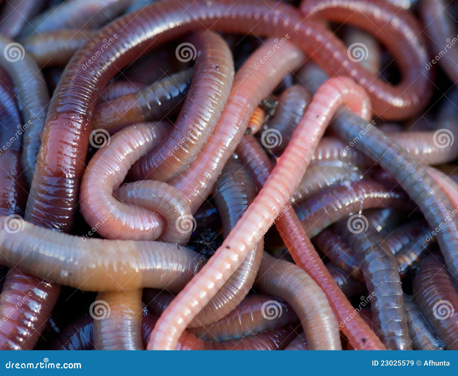 Worms Royalty Free Stock Images - Image: 23025579
