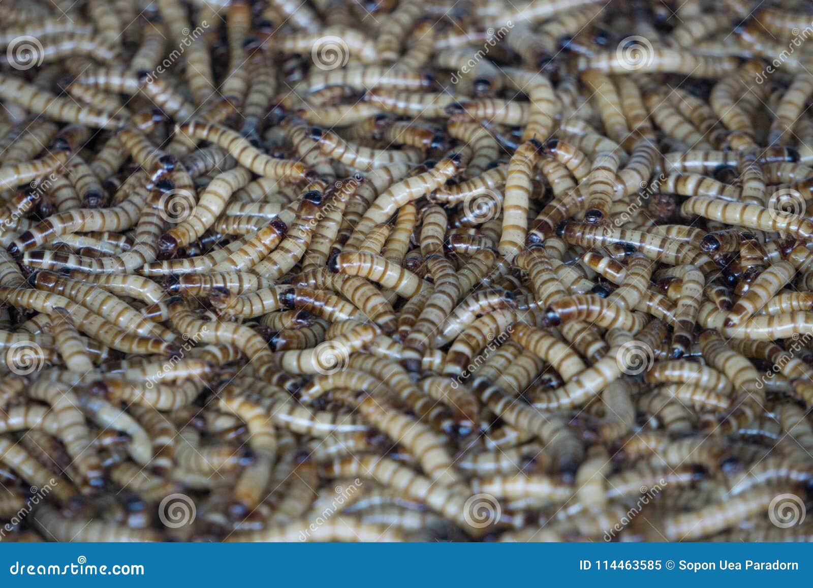 download blood worms bait download blood worms bait