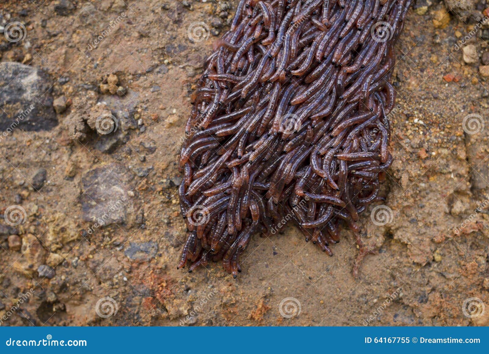 Много червей среди которых. Черви ползут по земле. Кучки от дождевых червей.
